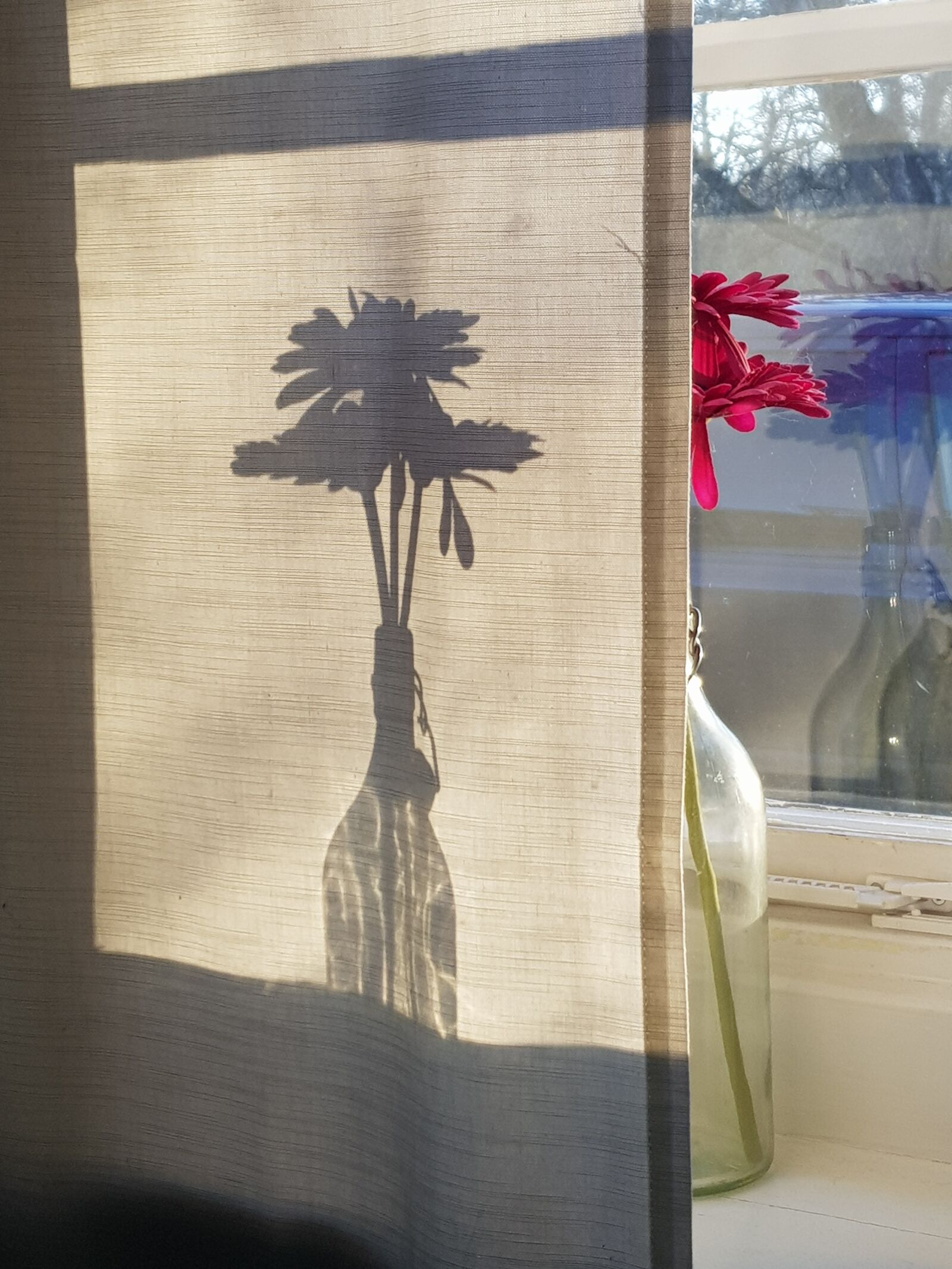 Samsung Galaxy S8 sample photo. Shadow, flower, sun photography