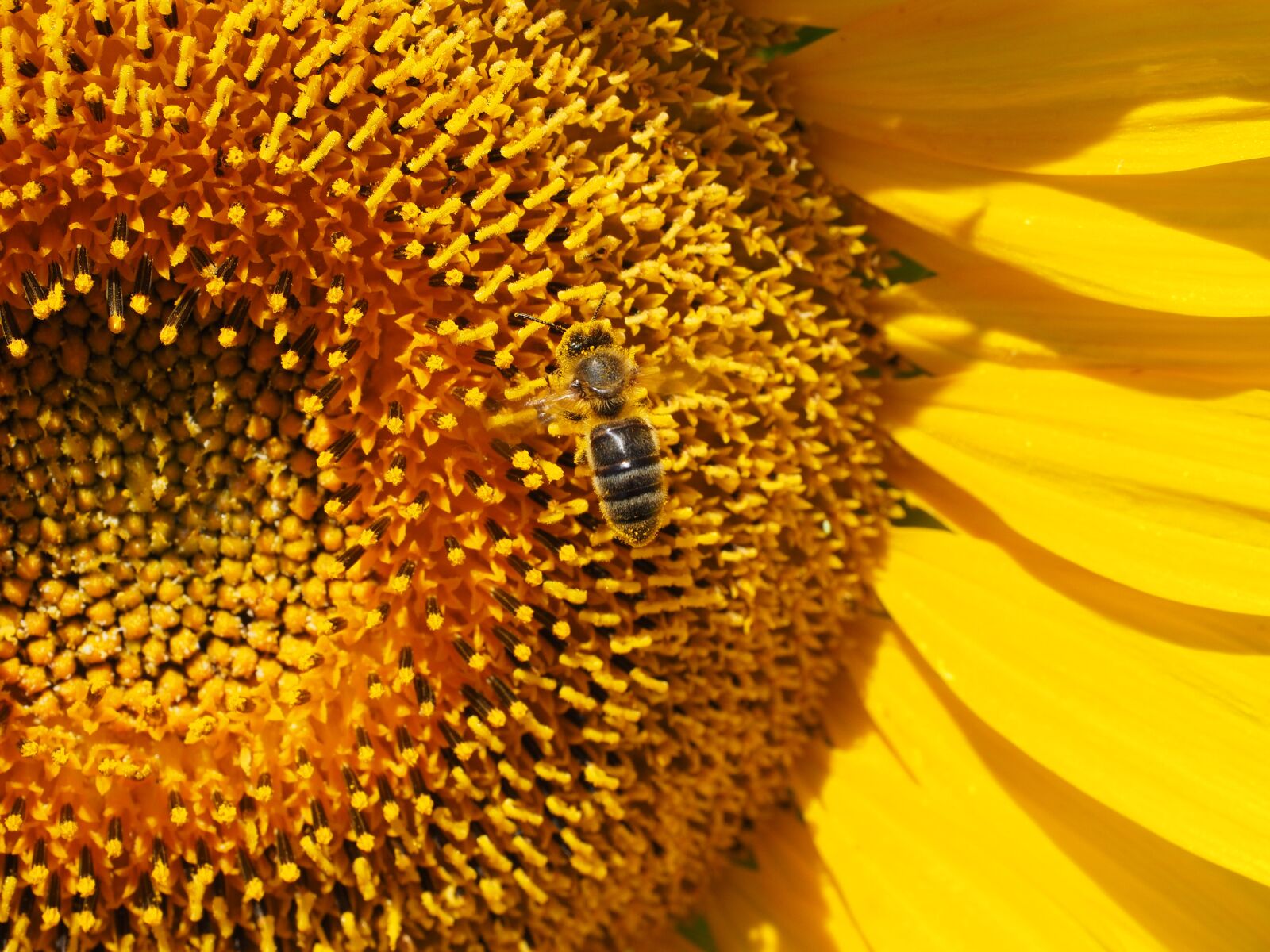 Olympus OM-D E-M1 + Olympus M.Zuiko Digital ED 12-40mm F2.8 Pro sample photo. Sunflower, bee, blossom photography