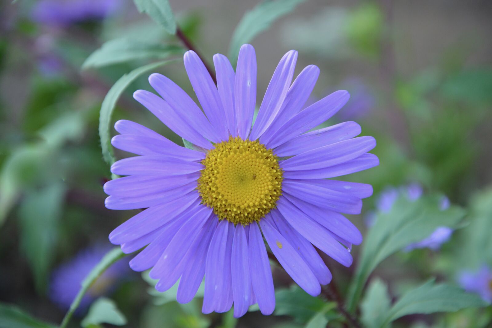 Nikon D5200 sample photo. Flower, petals purple, nature photography