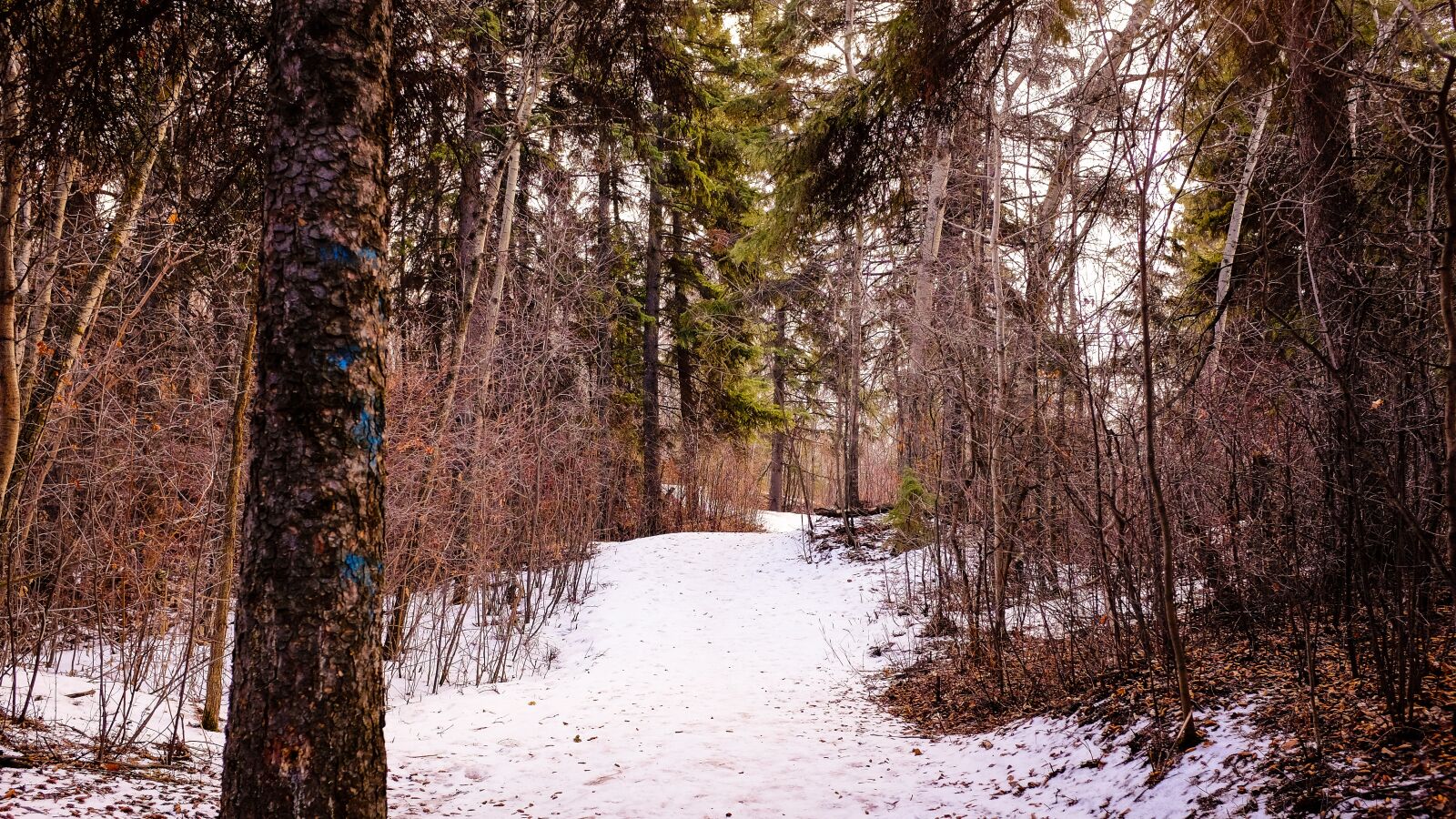 Fujifilm X100T sample photo. Path, forest, snow photography