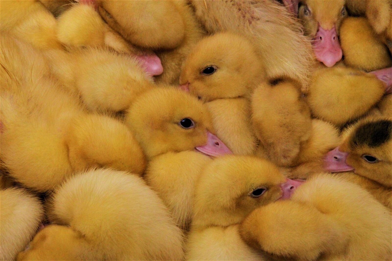 Canon EOS 500D (EOS Rebel T1i / EOS Kiss X3) sample photo. Chicks, birds, animal photography