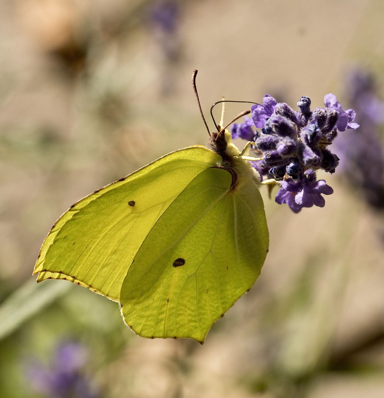 Nikon D500 sample photo. Nature, butterfly, insect photography