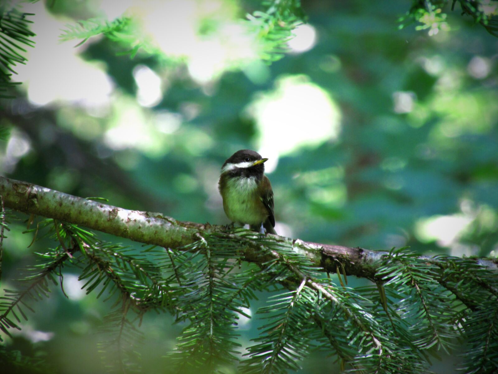 Canon PowerShot SX500 IS sample photo. Chestnut-backed chickadee, chickadee, bird photography