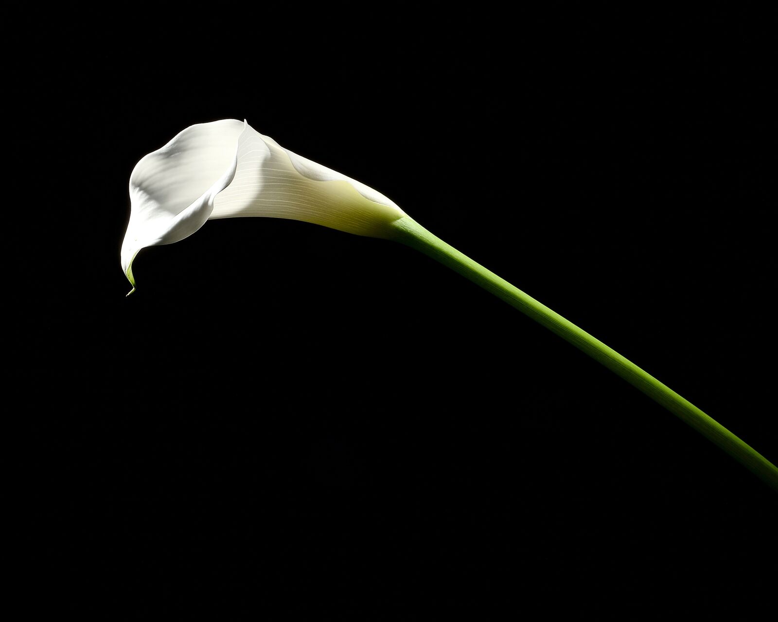 Nikon D4 sample photo. Kara, flowers, plants photography