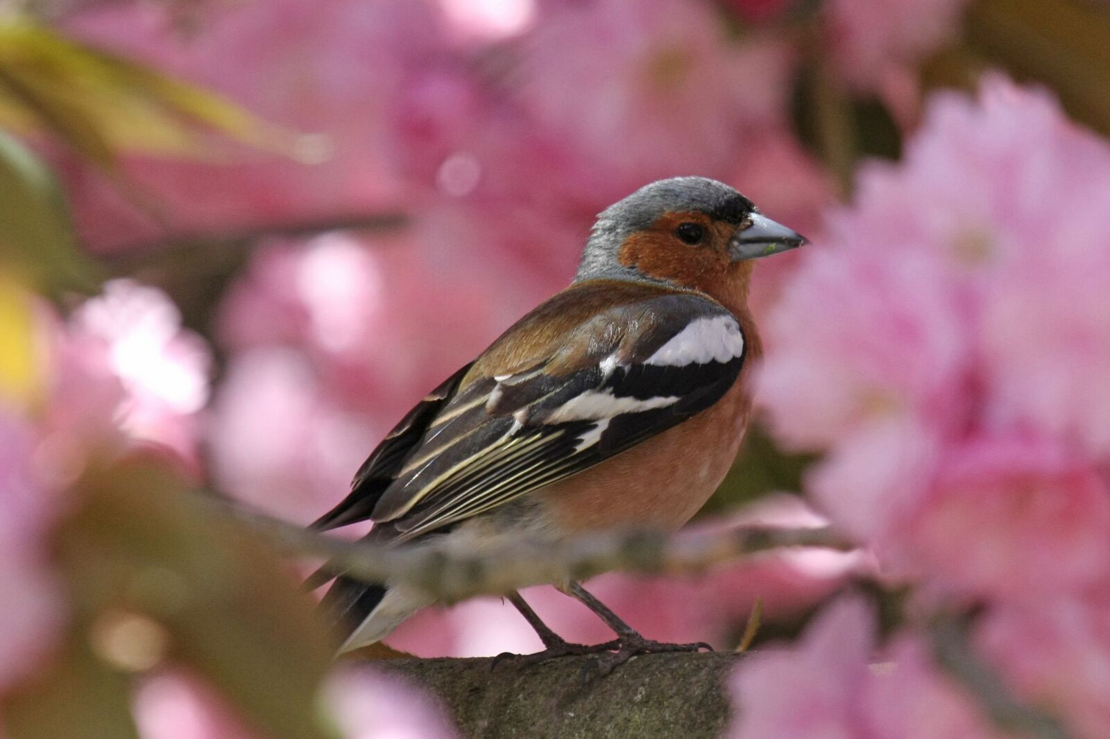Canon EOS 40D sample photo. Nature, animal world, bird photography
