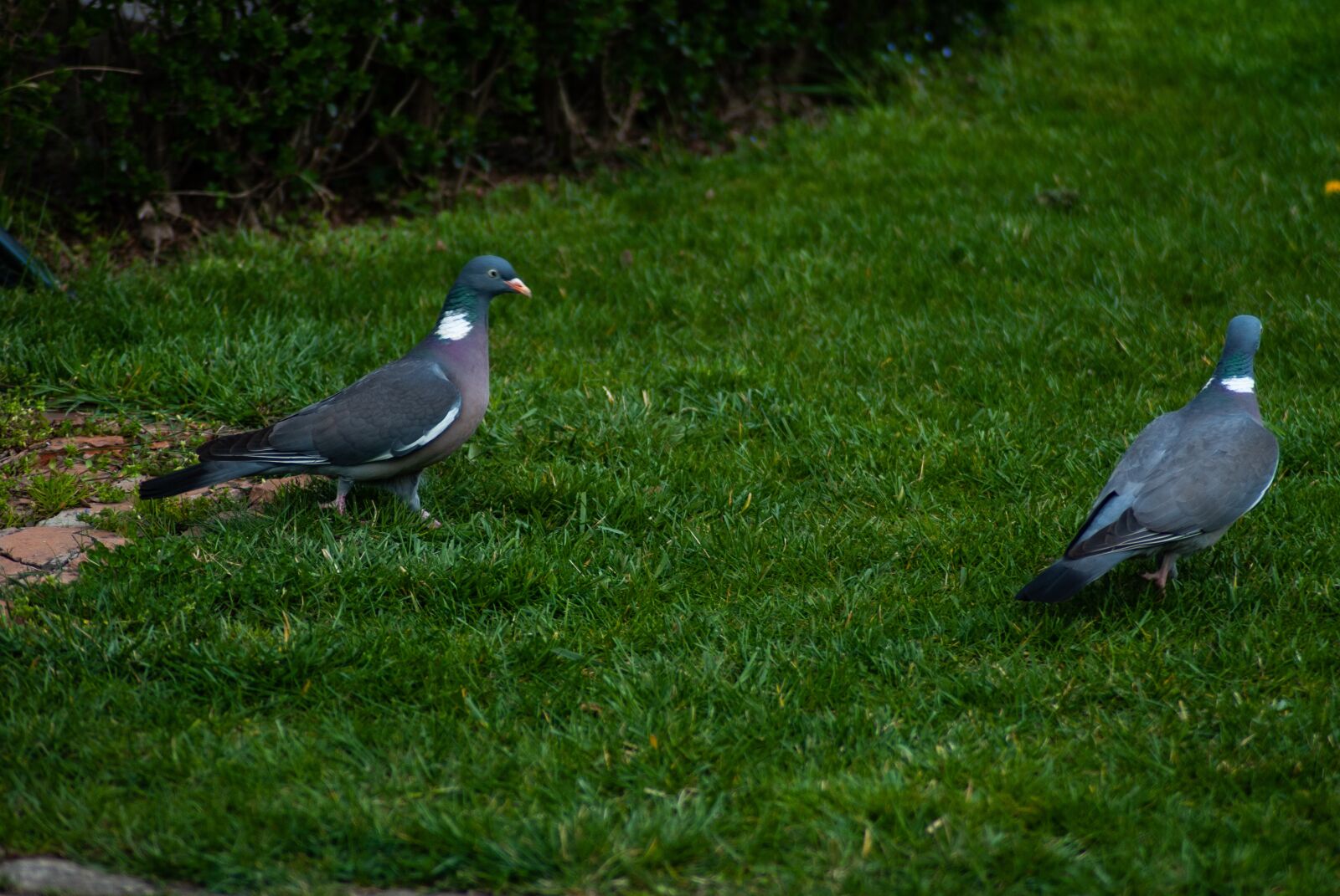 Nikon D60 sample photo. Bird, pigeon, animal photography