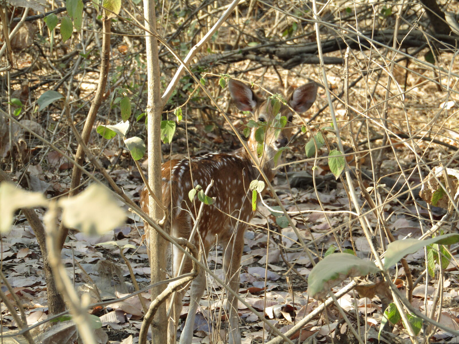 Canon PowerShot SX410 IS sample photo