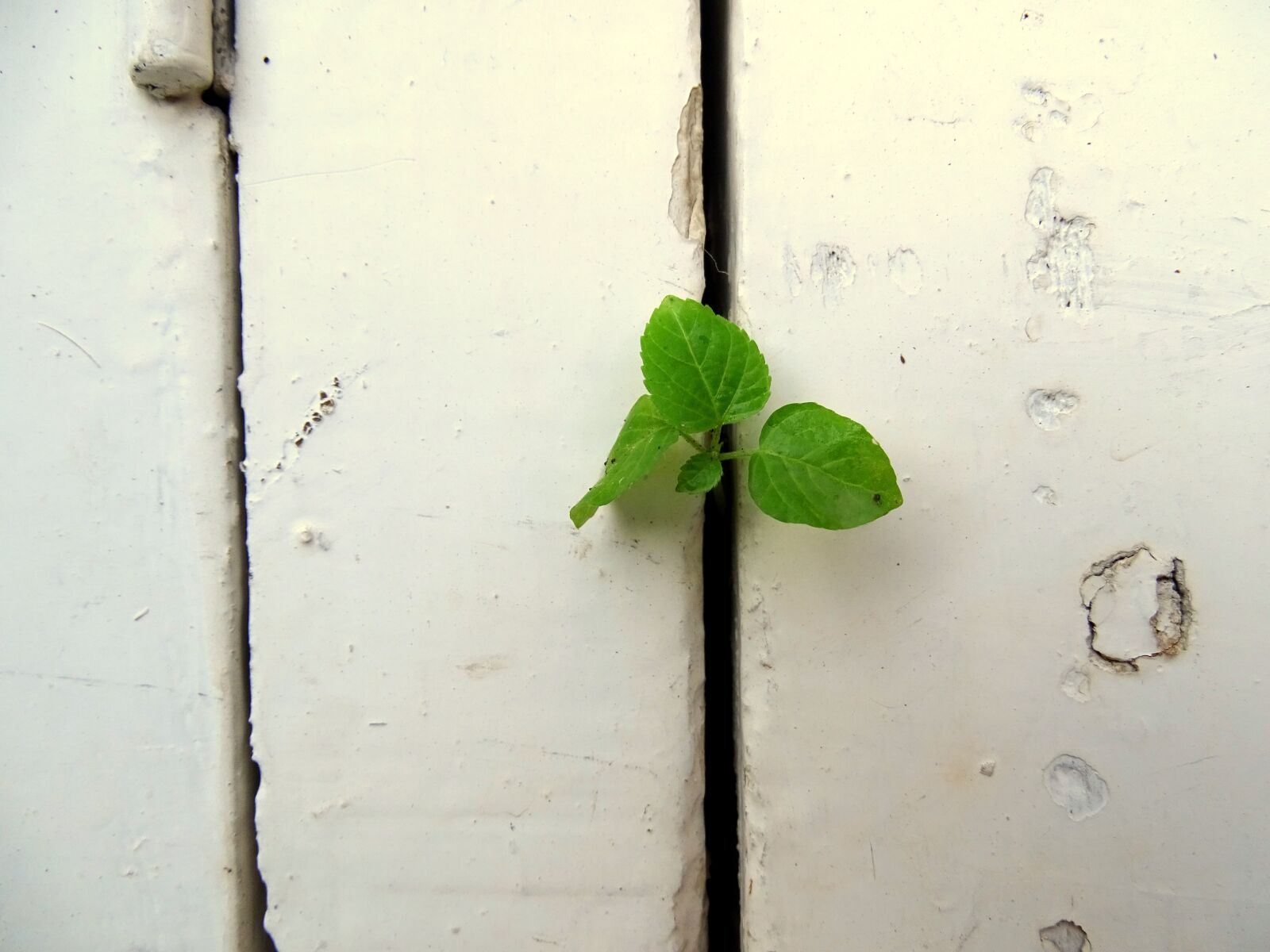 Sony Cyber-shot DSC-HX400V sample photo. Plant, wall, green photography
