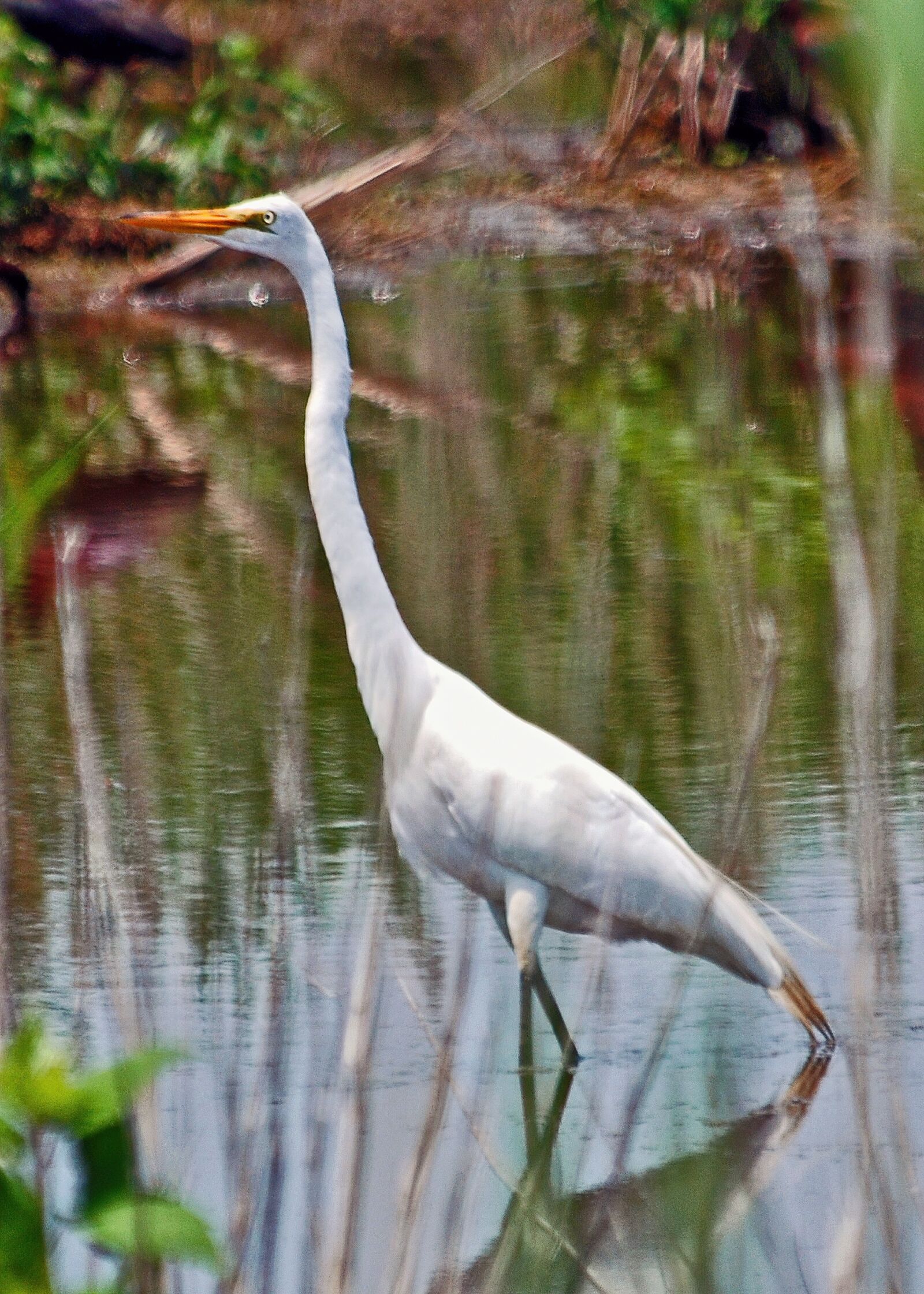 Nikon D80 sample photo. Heron, white, water photography