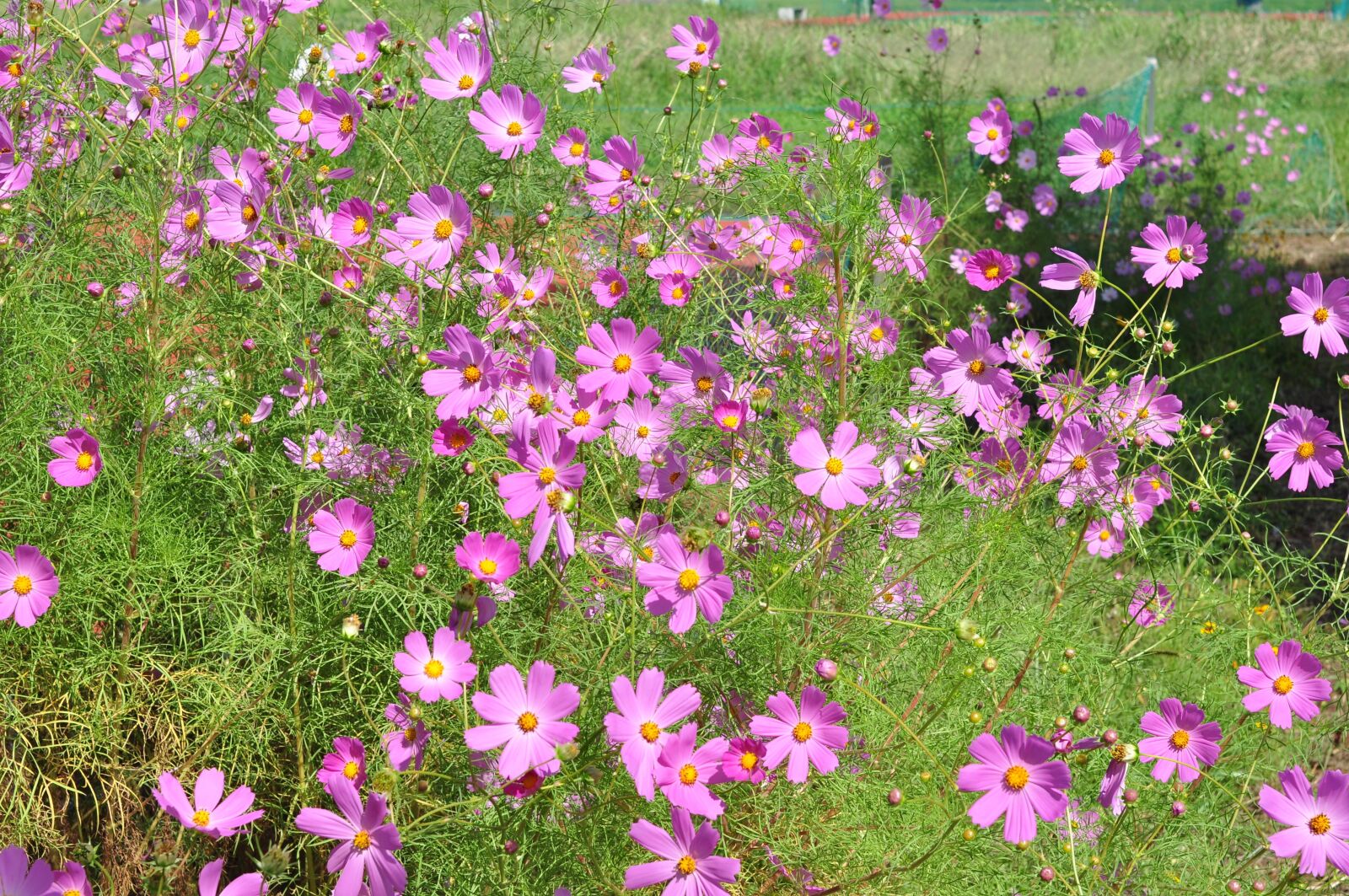 Nikon D90 sample photo. Cosmos, flower, plant photography