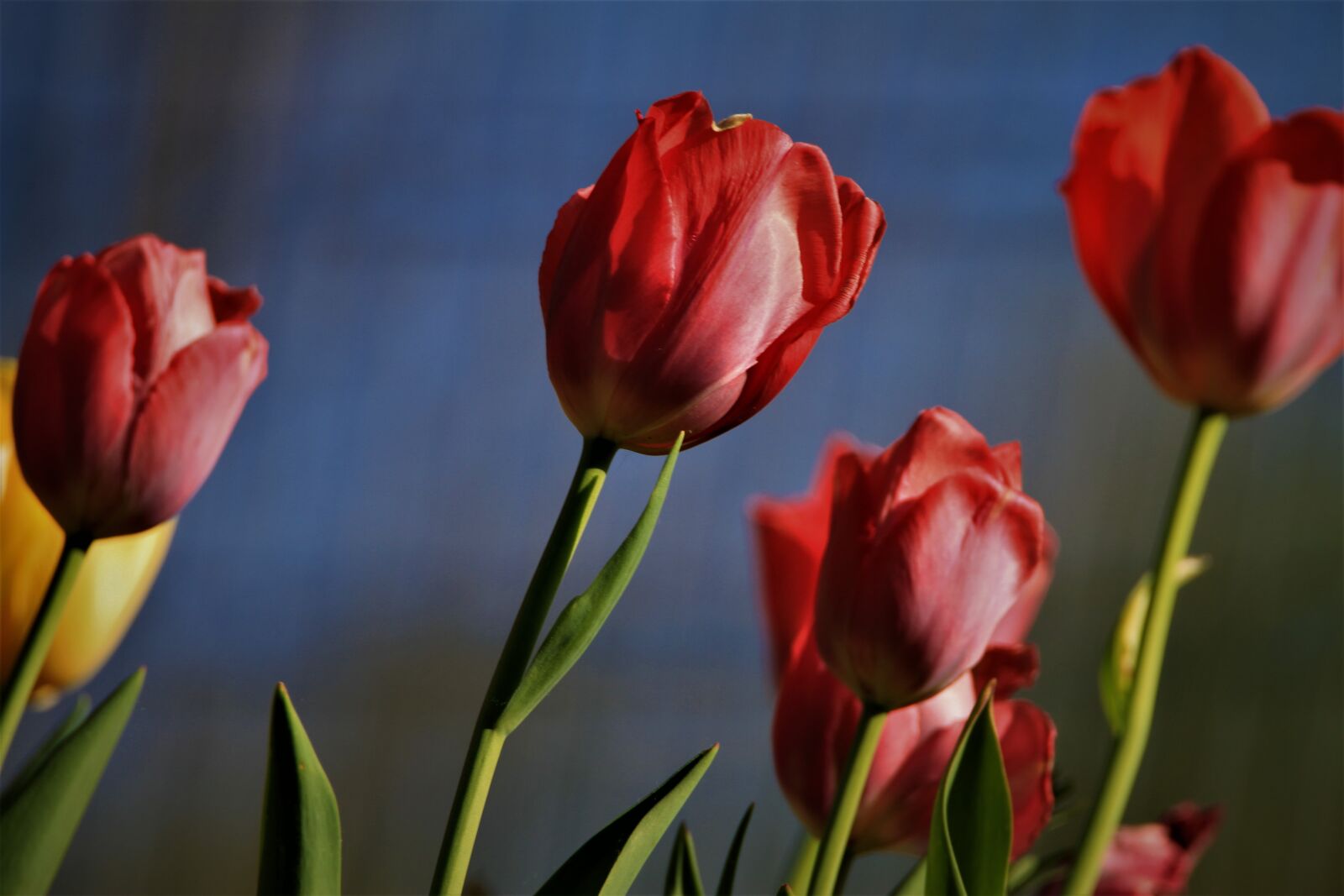 Tamron SP 150-600mm F5-6.3 Di VC USD sample photo. Tulips, flowers, spring photography
