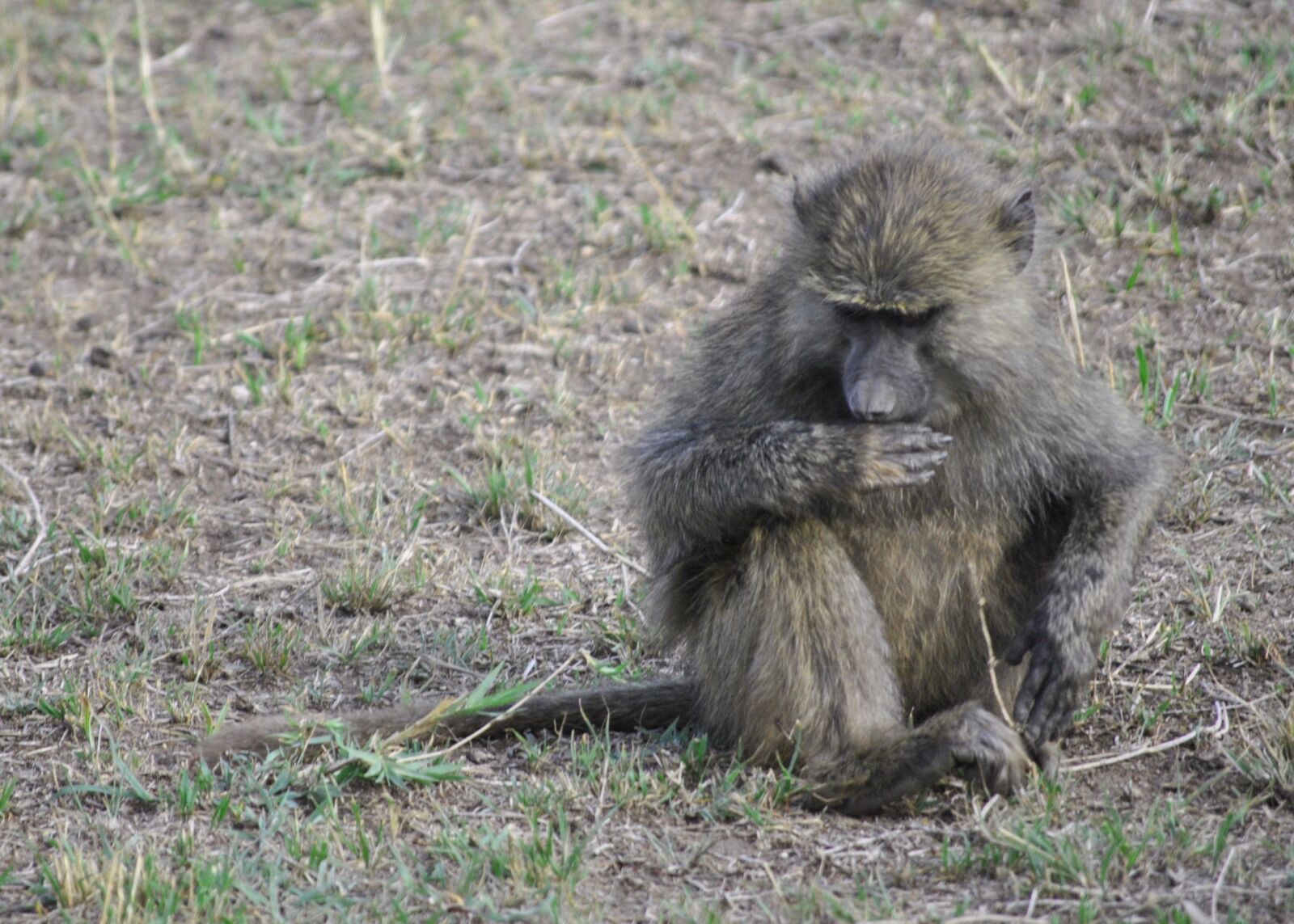 Nikon D3000 sample photo. Africa, tanzania, national park photography