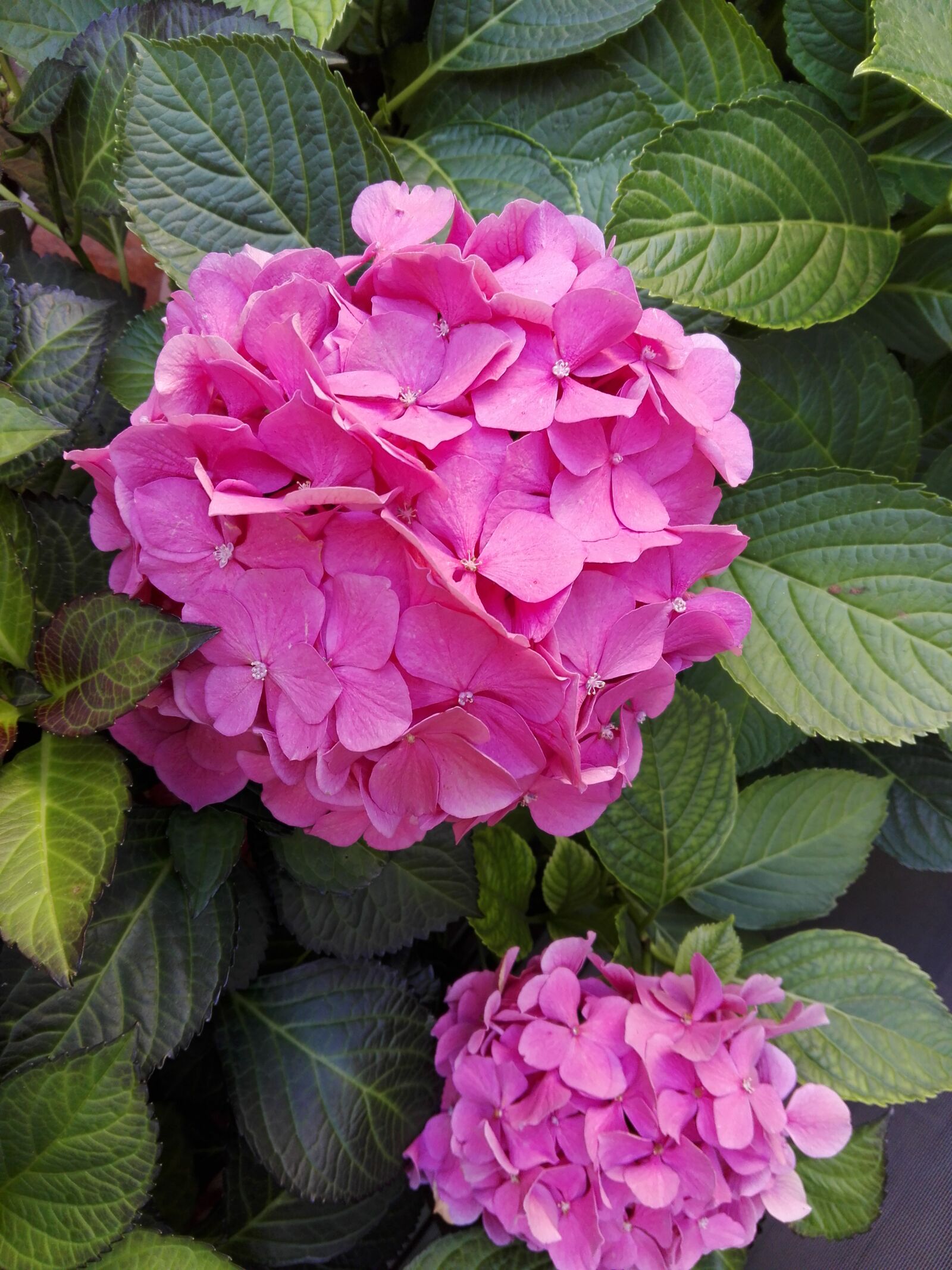 HUAWEI P8 Lite sample photo. Beautiful, flowers photography