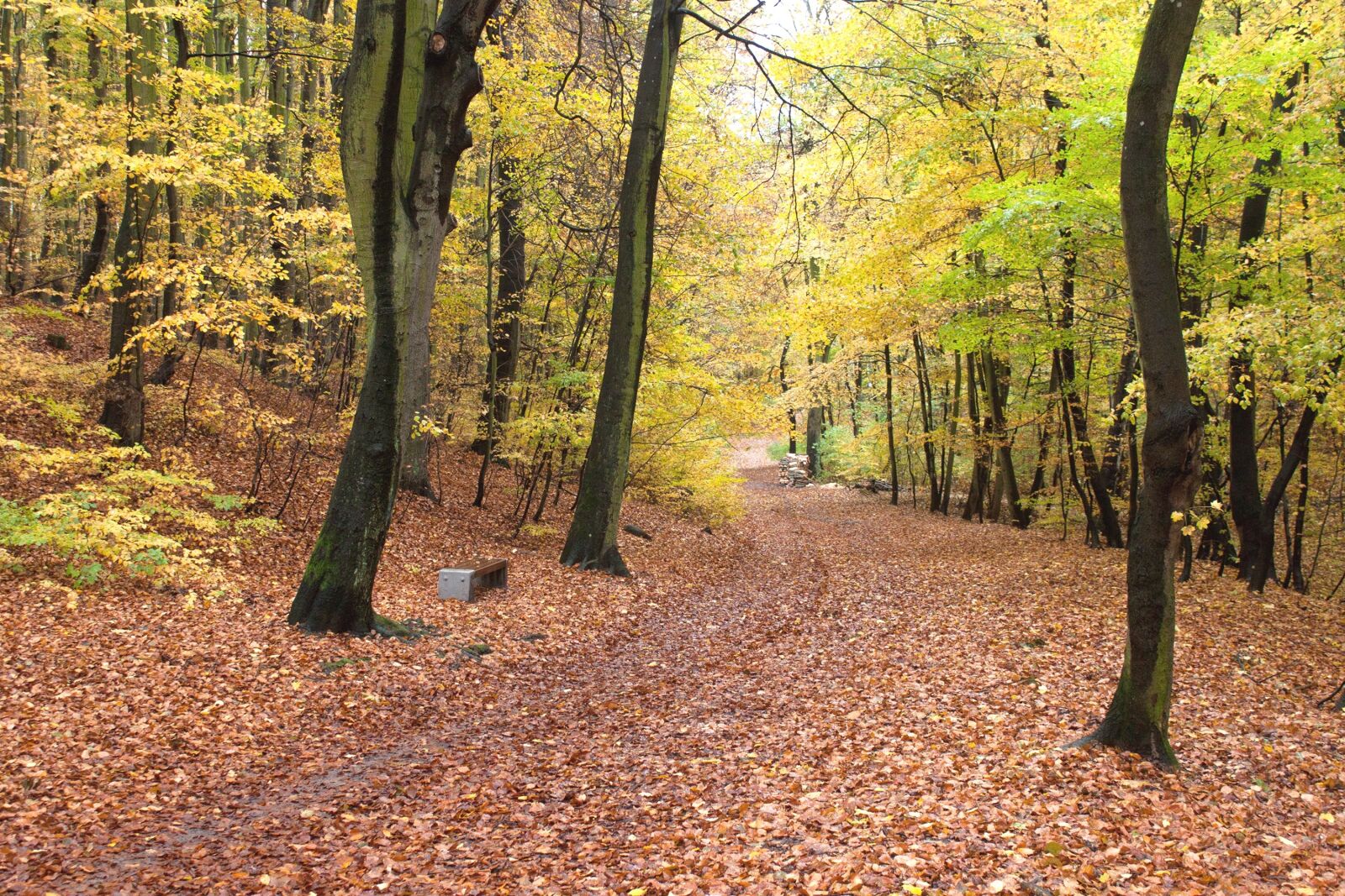 Canon EOS 500D (EOS Rebel T1i / EOS Kiss X3) sample photo. Forest, park, autumn photography