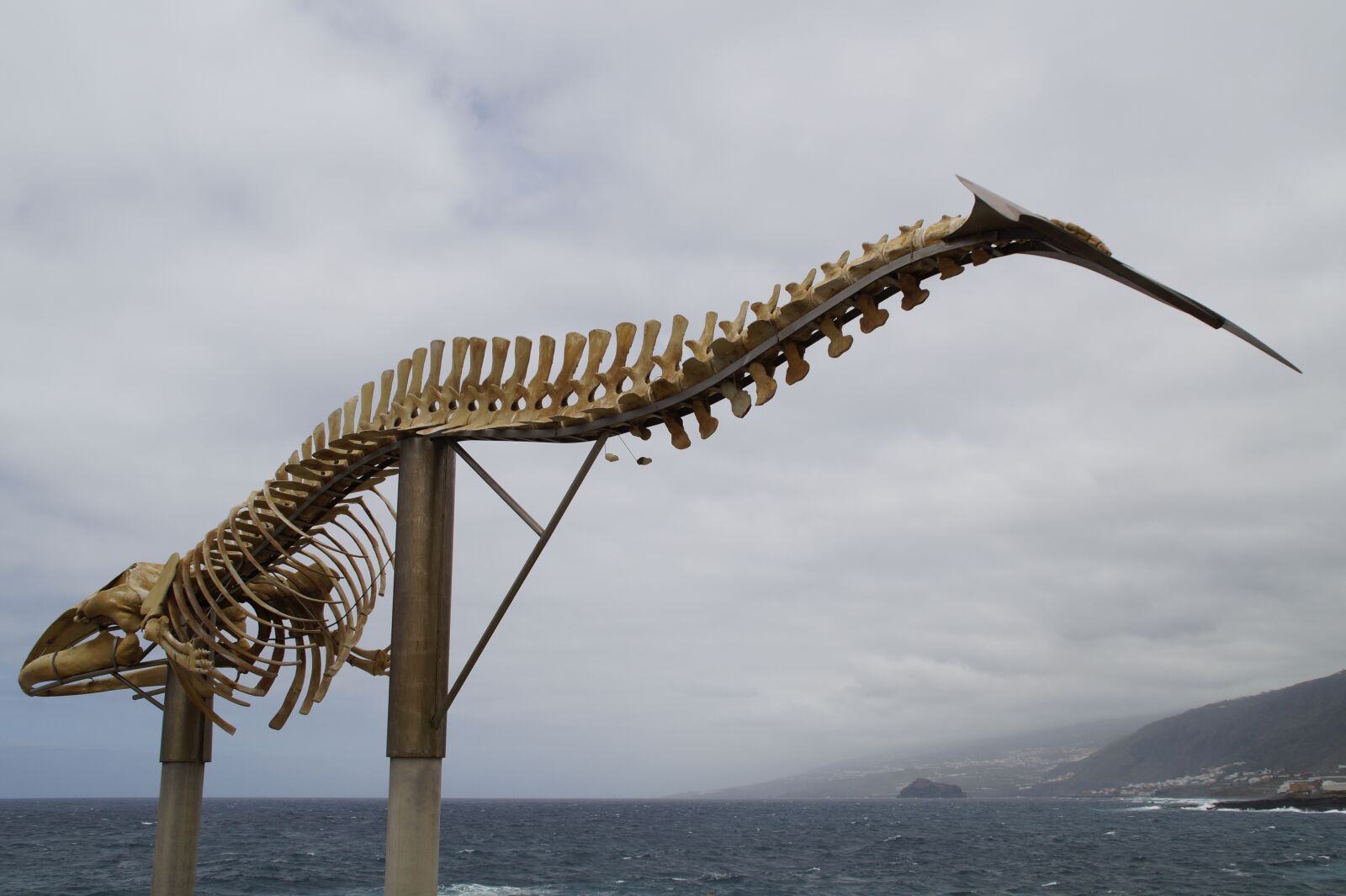 Sony SLT-A58 sample photo. Whale skeleton, skeleton, wal photography