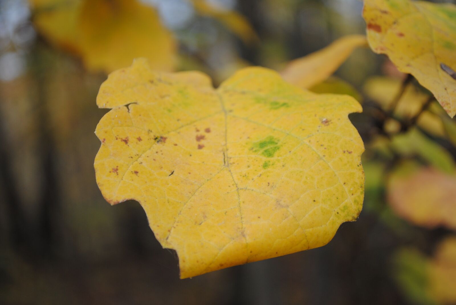 Nikon D3000 sample photo. Fall, leaves, yellow photography