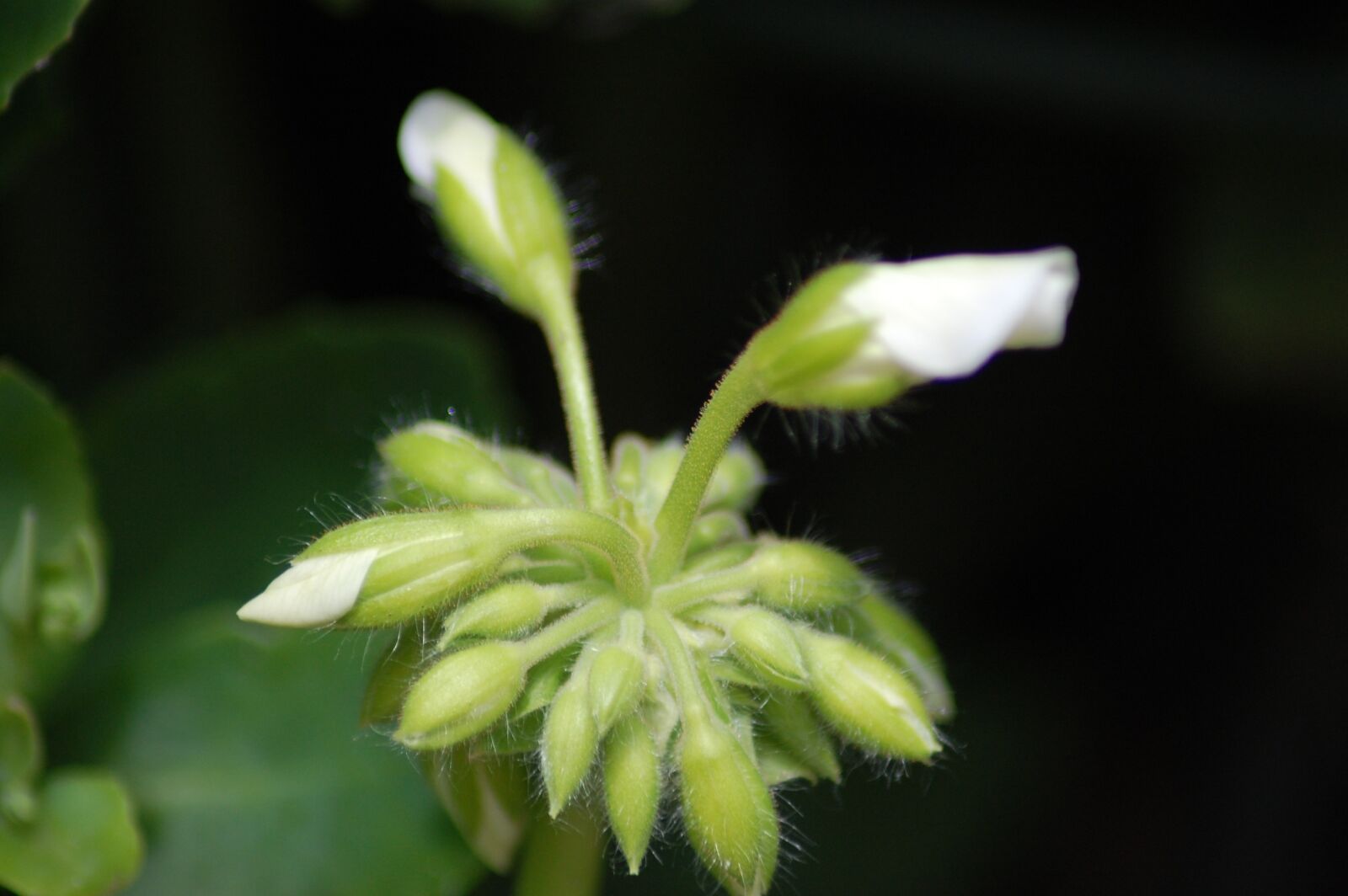 Nikon D40 sample photo. Geranium, flower, bud photography