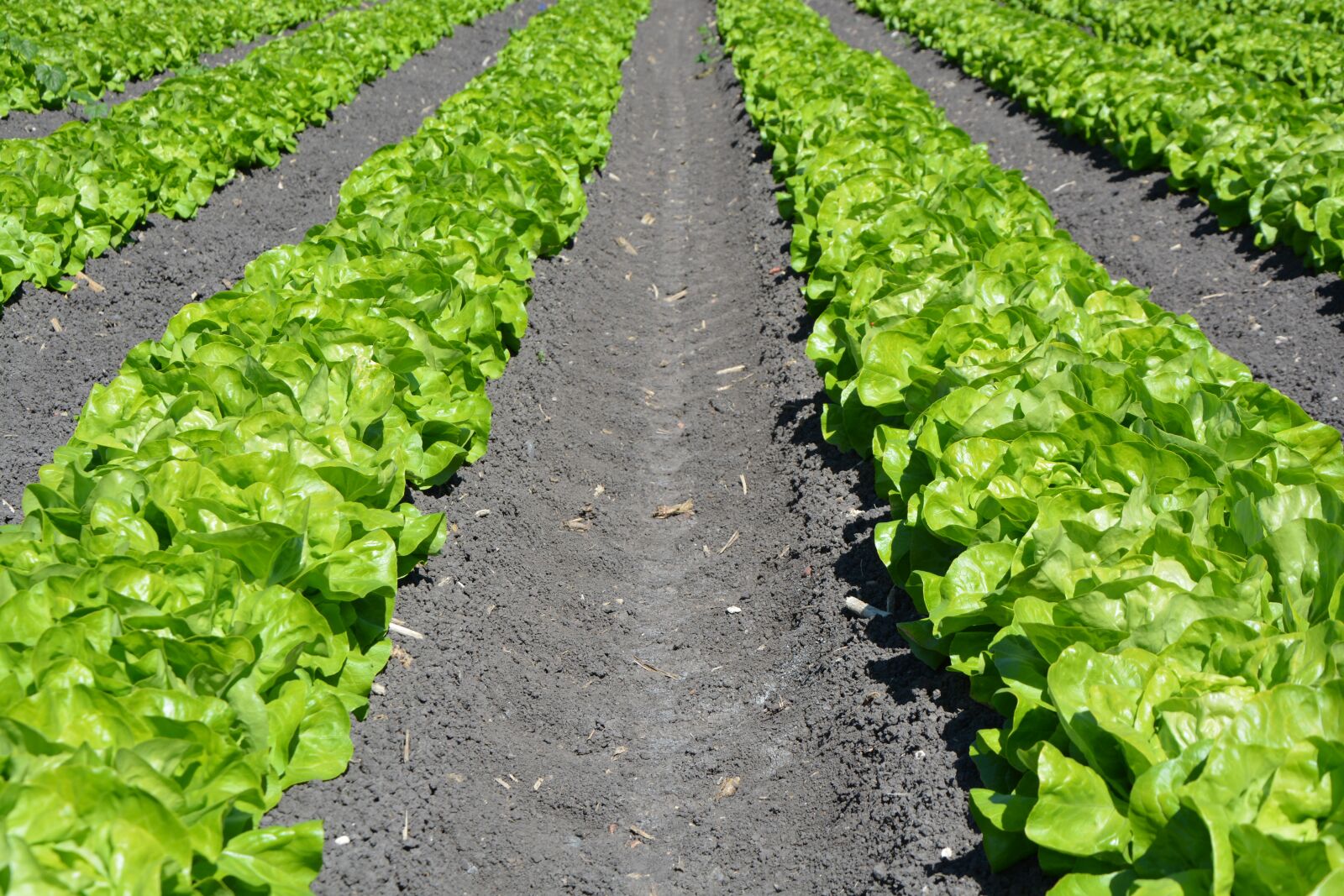 Nikon D5200 sample photo. Lettuce, row, agriculture photography