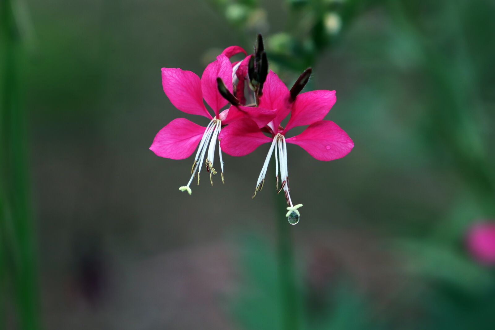 Canon EF 70-200mm F2.8L USM sample photo. Needle flame, pink needle photography