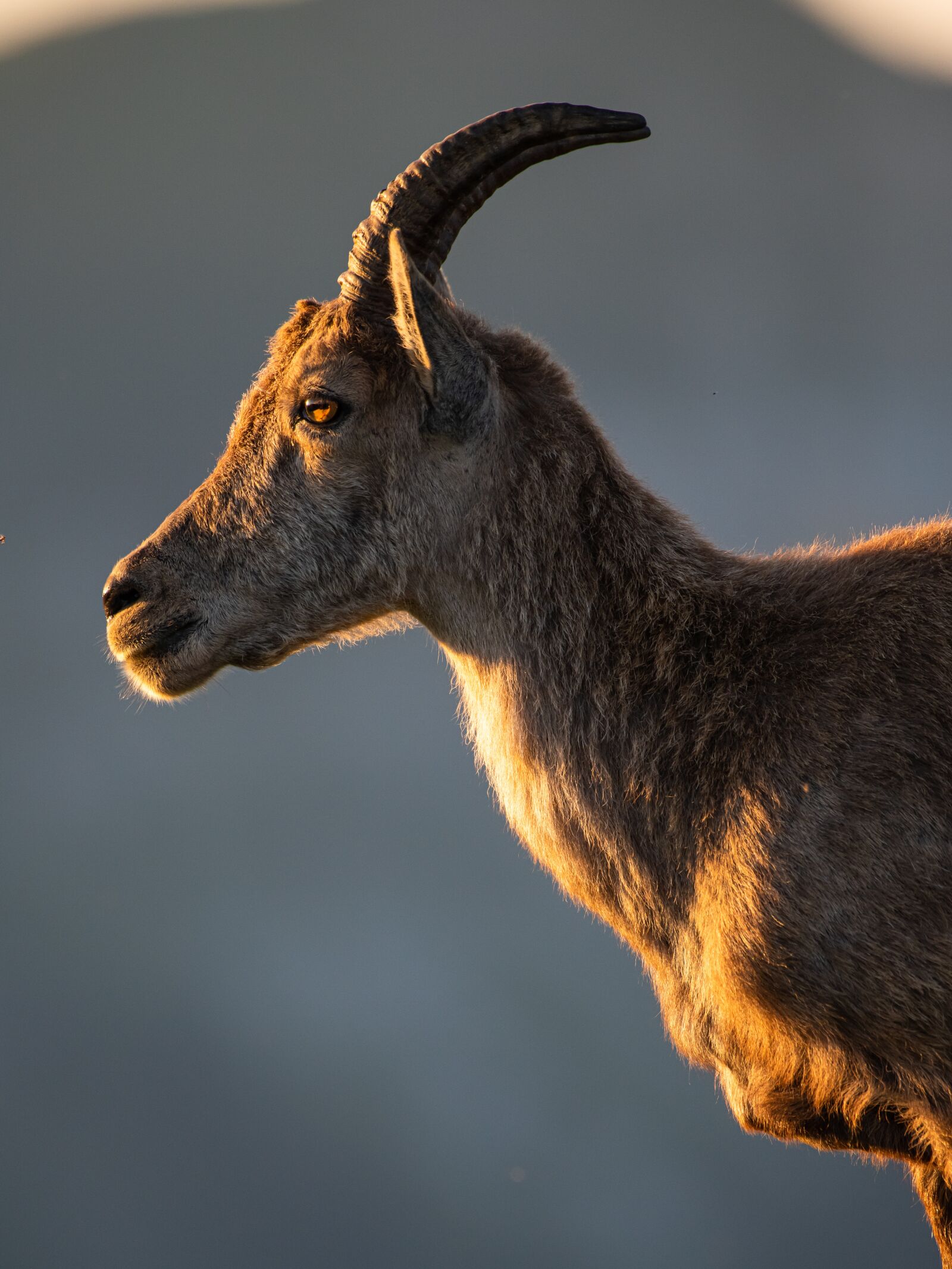 Nikon D850 sample photo. Capricorn, young animal, evening photography