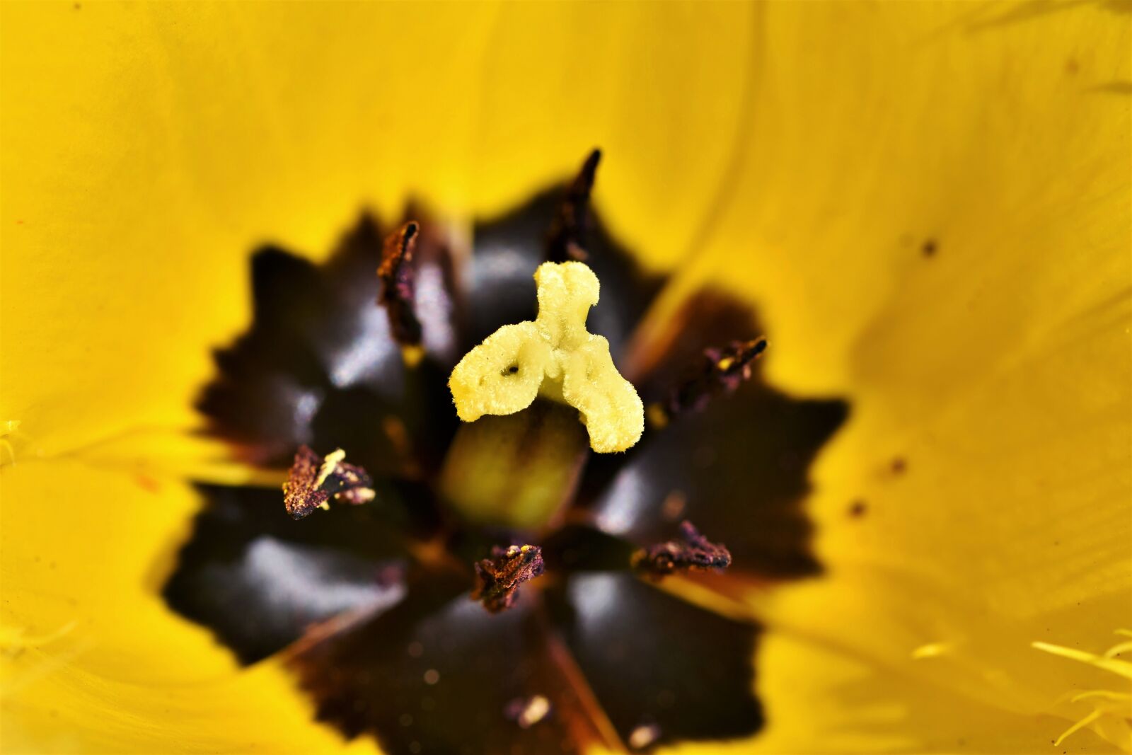 Nikon D7200 sample photo. Tulip, tulpenbluete, tulip field photography