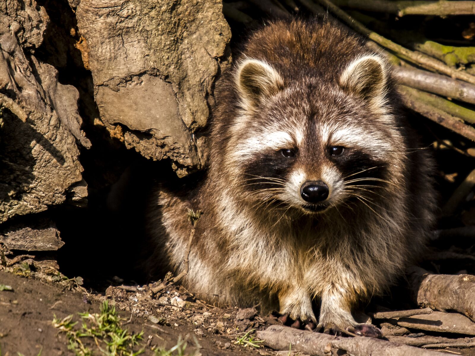 Olympus E-3 sample photo. Raccoon, animal, nature photography