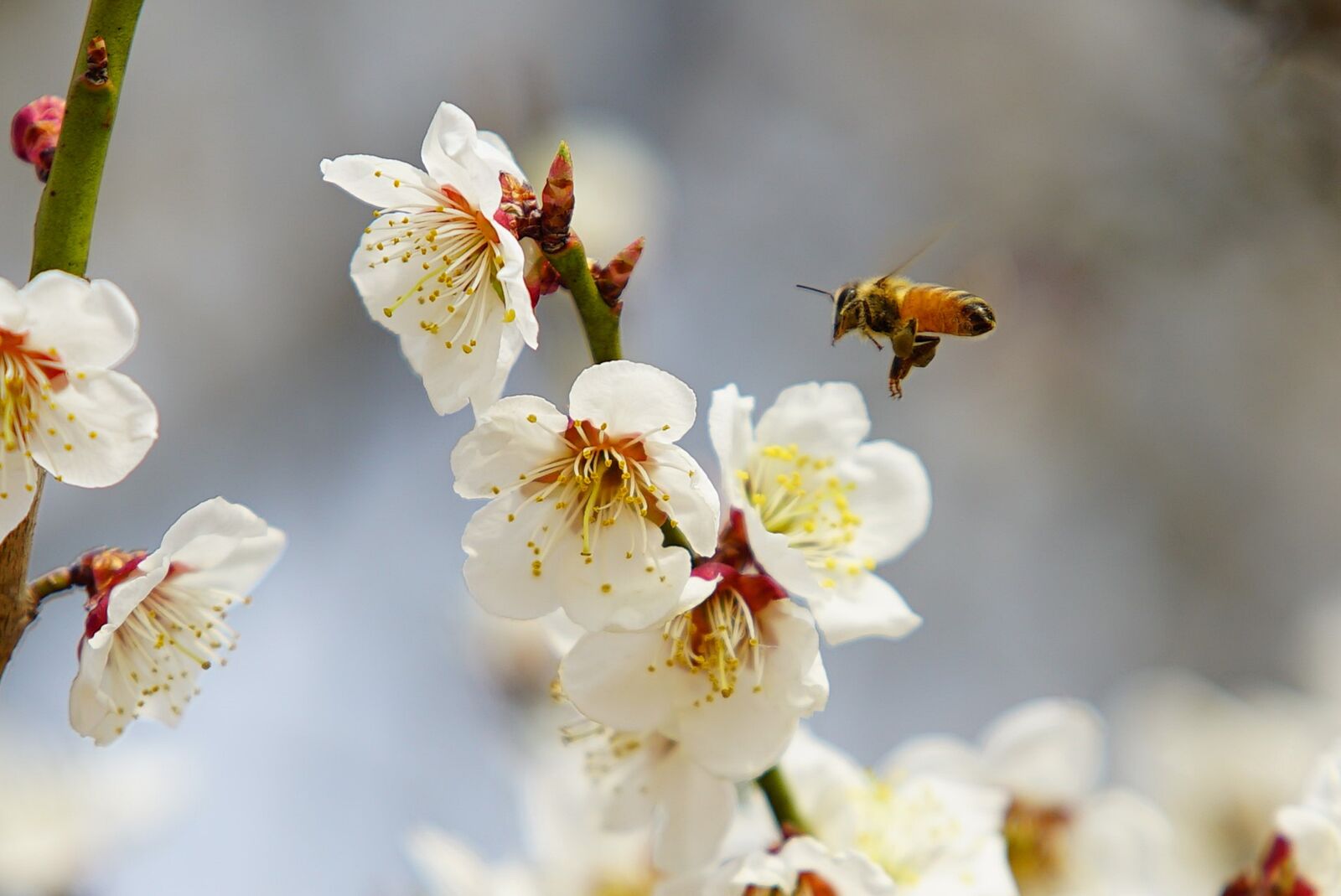 Sony a7S sample photo. Bee, cherry, dandelion photography