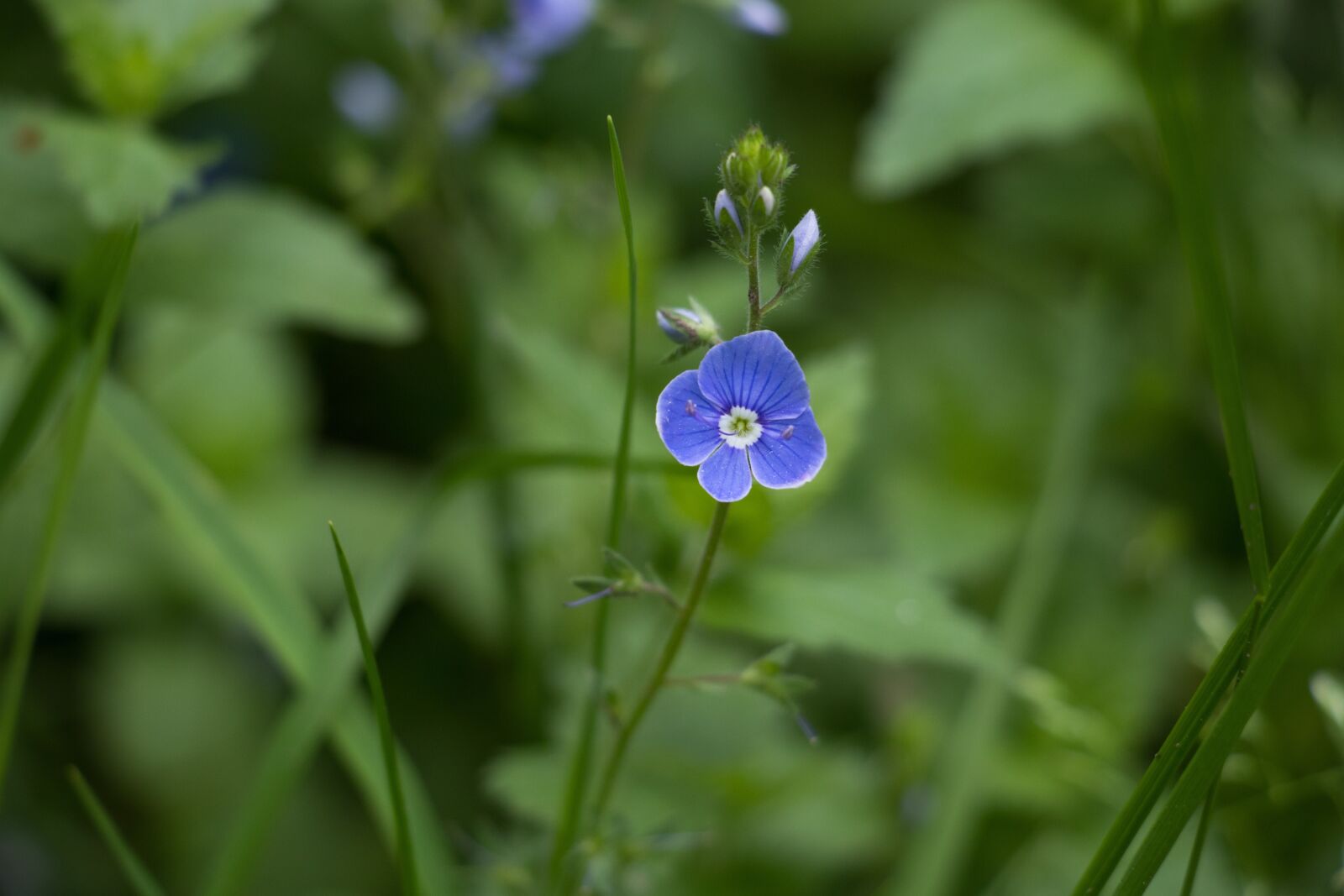 Canon EOS 80D sample photo. Flower, blue, nature photography