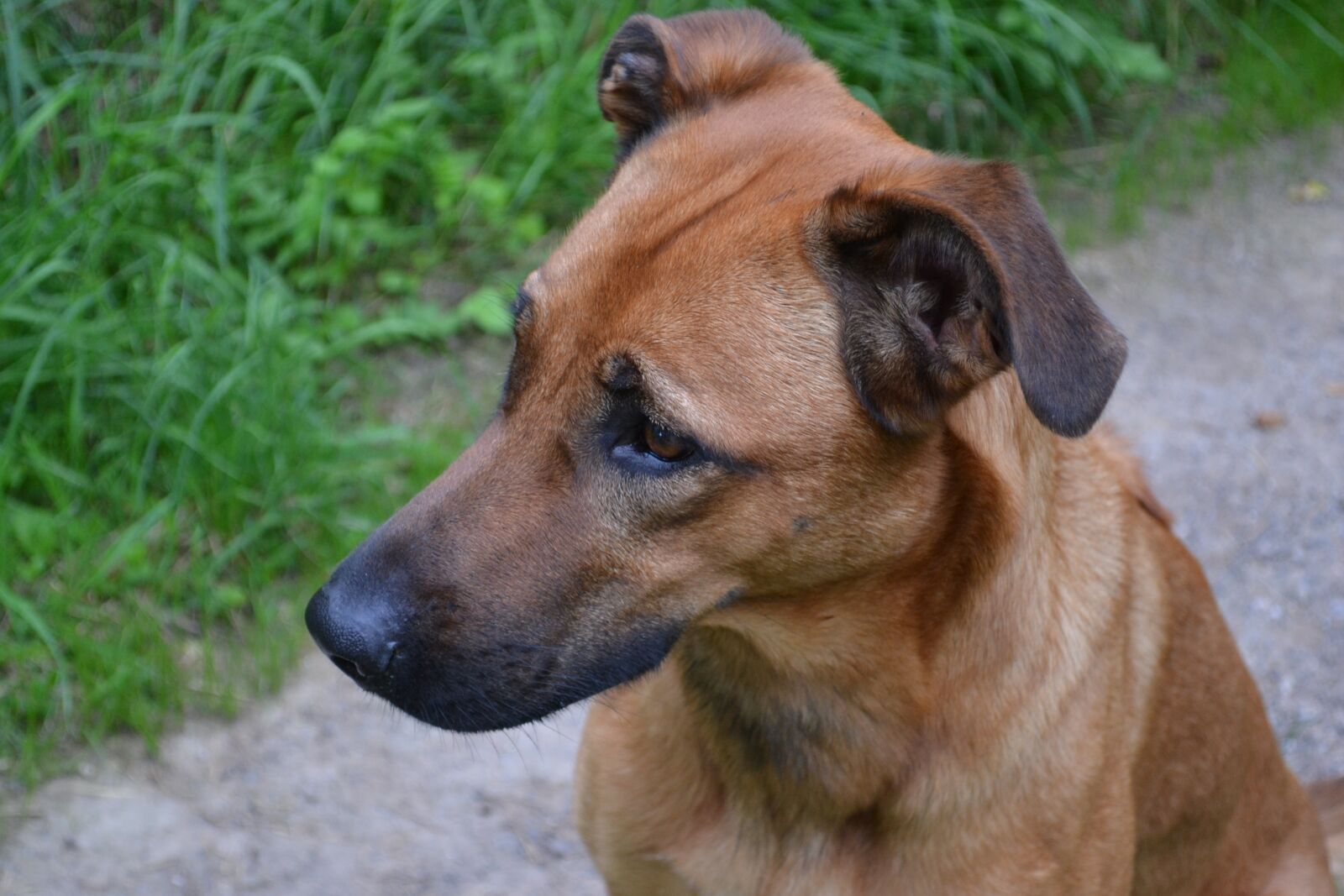Nikon D3100 sample photo. Dog, animal, purebred dog photography