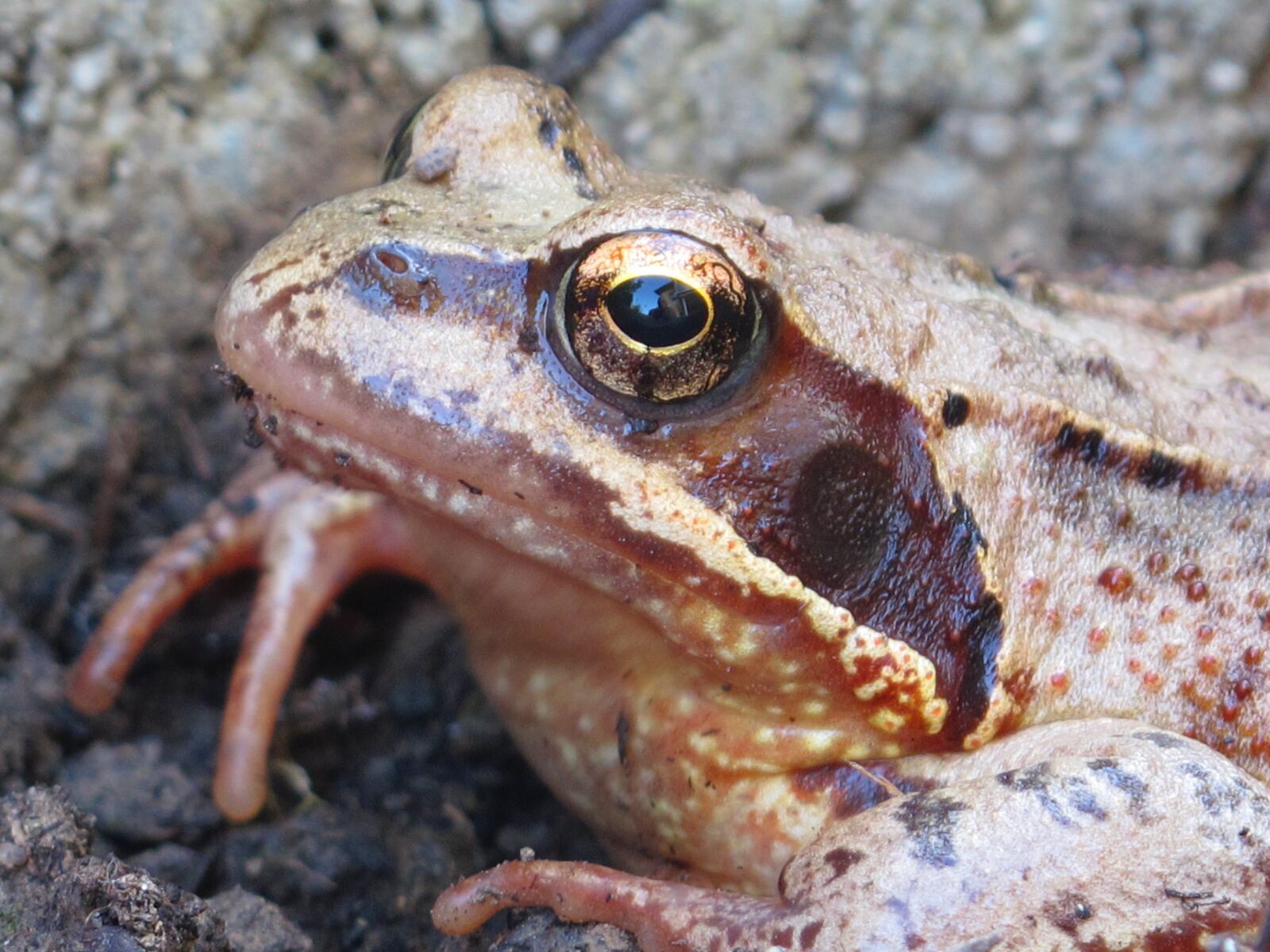 6.1 - 30.5 mm sample photo. Toad, frog, amphibians photography