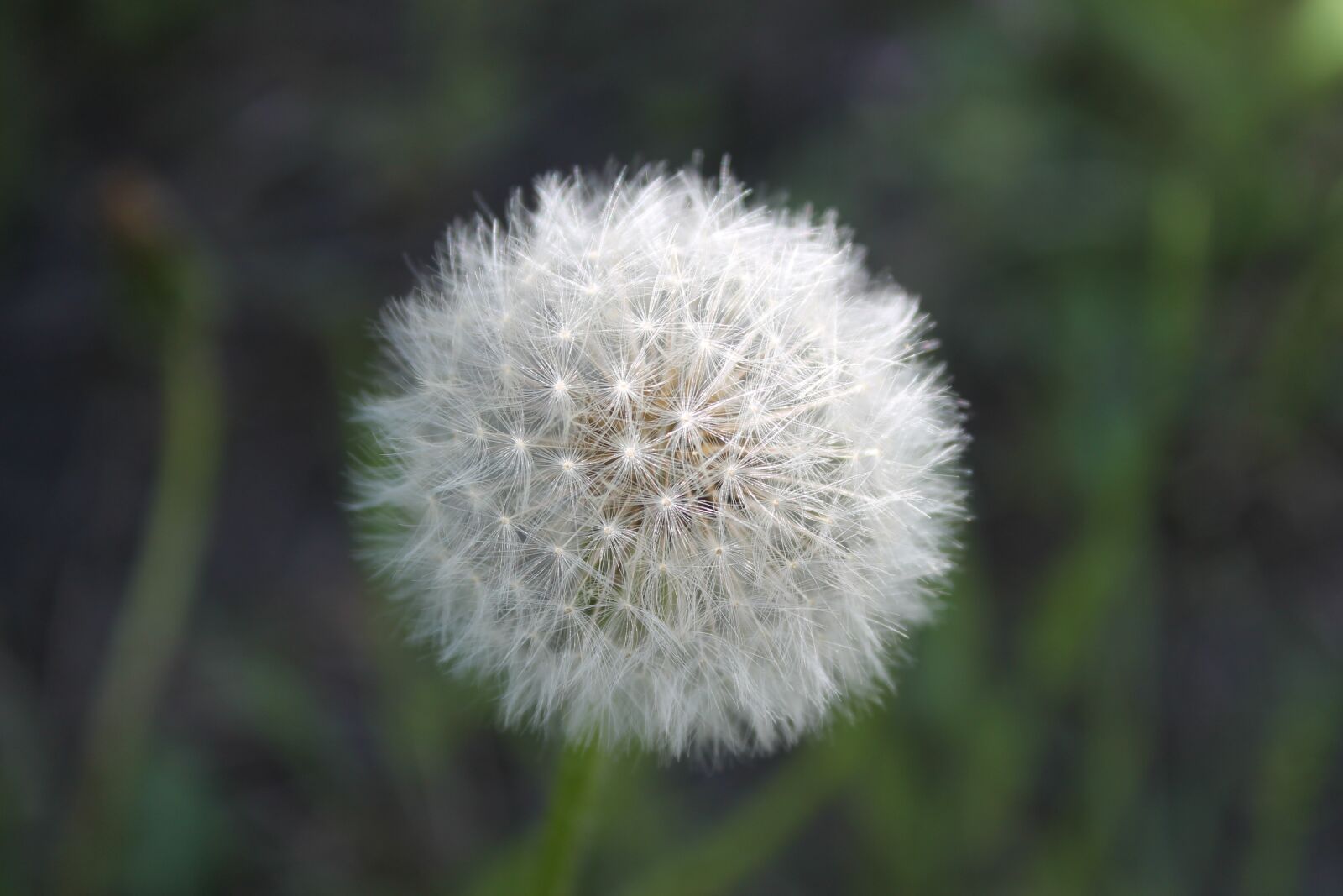 Canon EOS 1100D (EOS Rebel T3 / EOS Kiss X50) sample photo. Dandelion, plant, flower photography