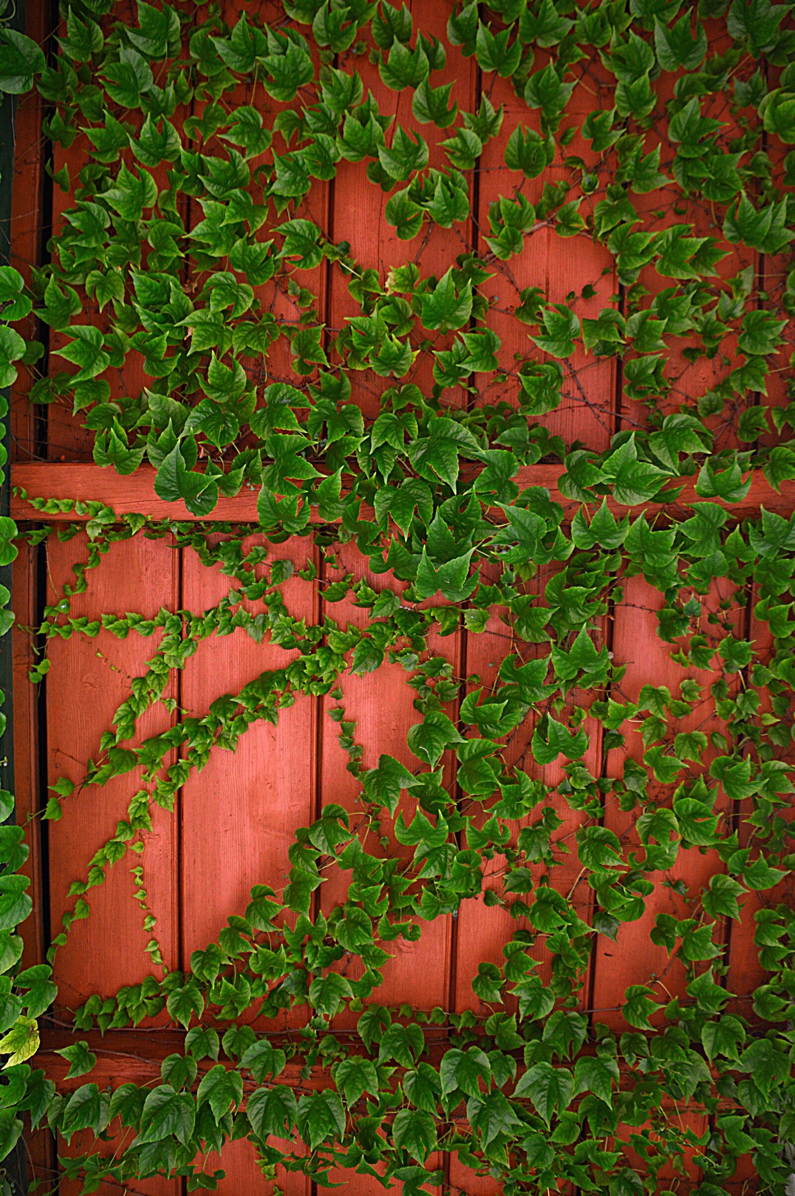 Nikon D3200 sample photo. Leaves, autumn, autumn colors photography
