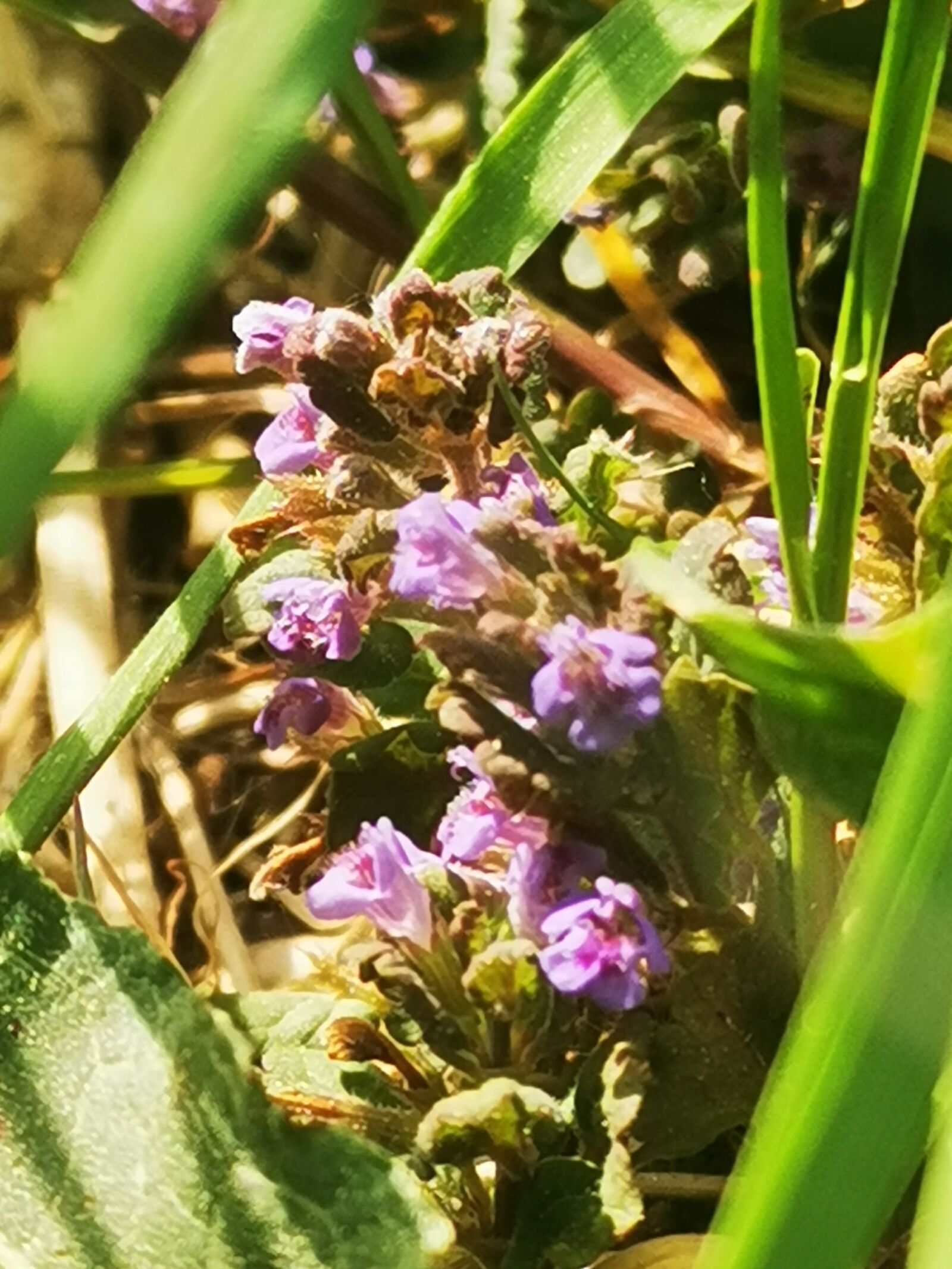 HUAWEI P30 sample photo. Flower, purple, summer photography