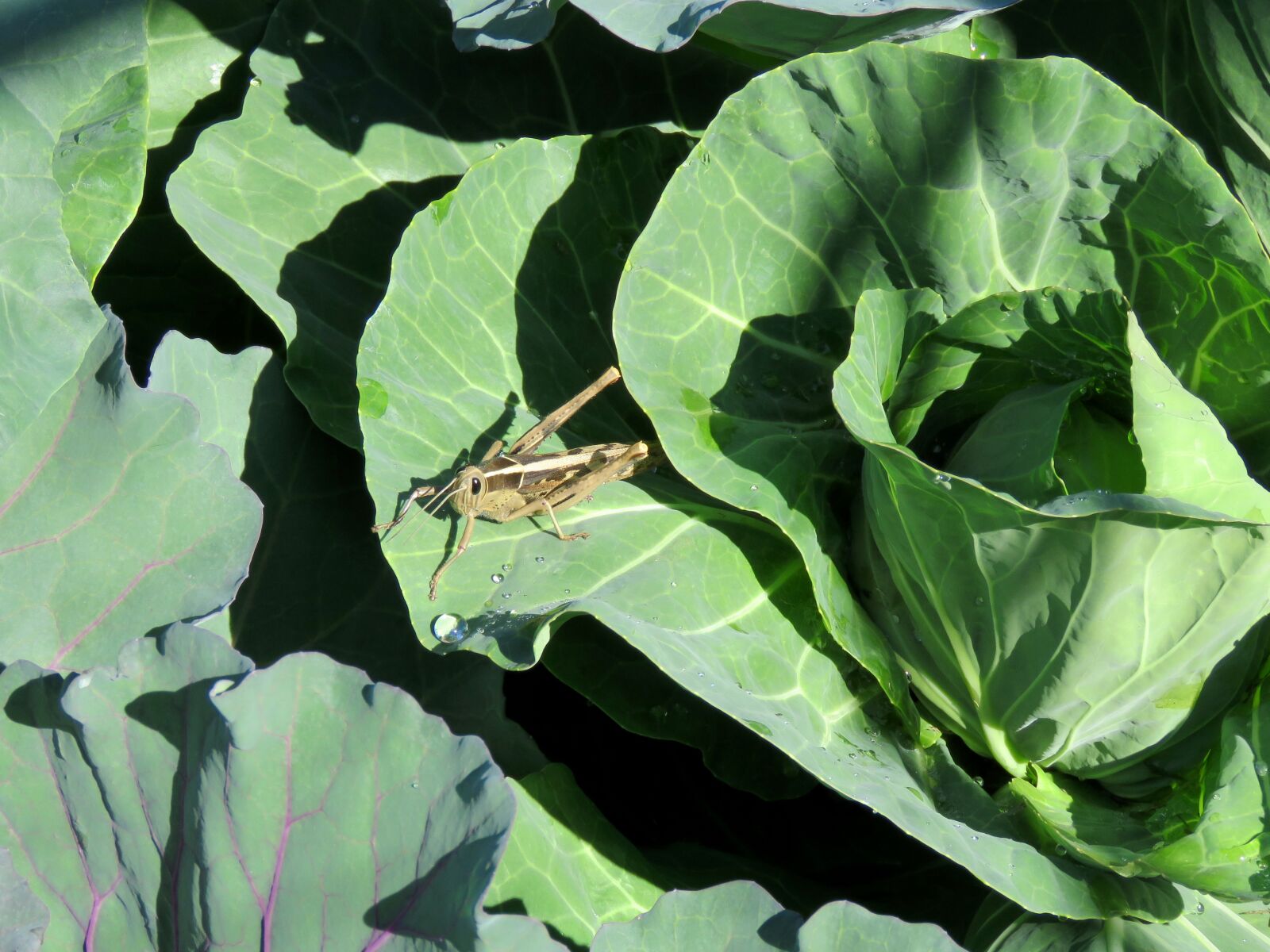 Canon PowerShot SX60 HS sample photo. Locust, vegetables, fresh produce photography