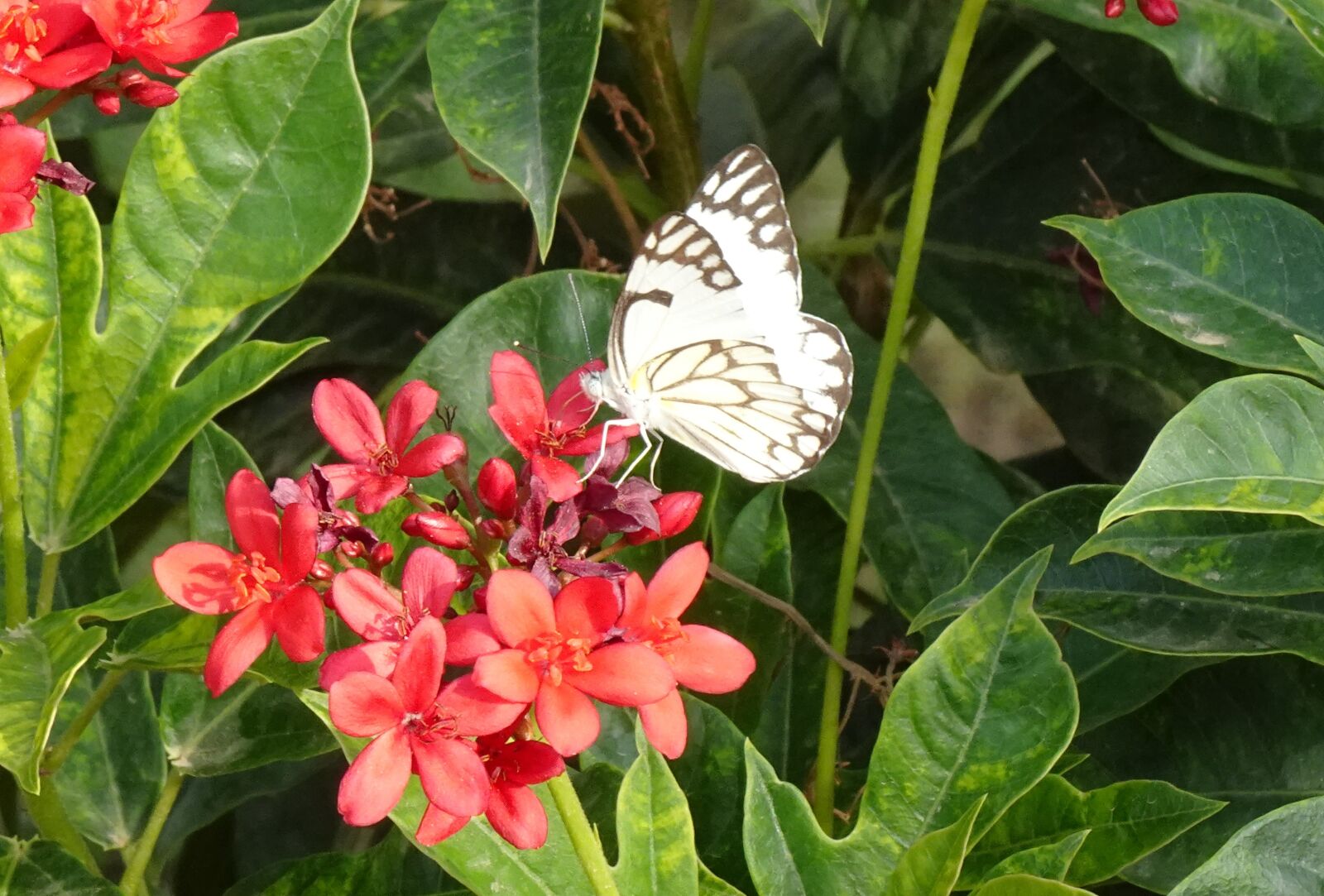 Sony DSC-WX800 sample photo. Butterfly, pioneer white, insect photography