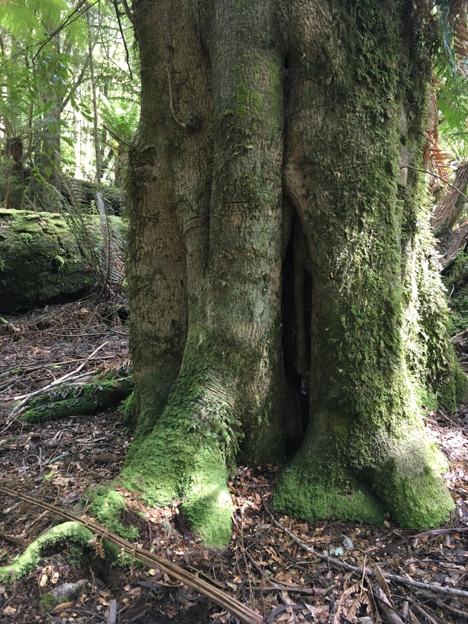 iPhone SE back camera 4.15mm f/2.2 sample photo. Tarkine, old, growth, forest photography