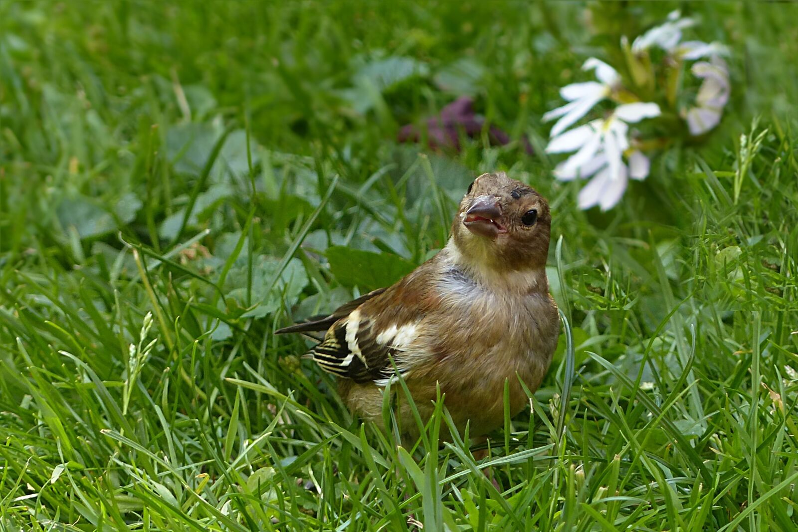 Panasonic Lumix DMC-FZ200 sample photo. Animal, bird, chaffinch photography