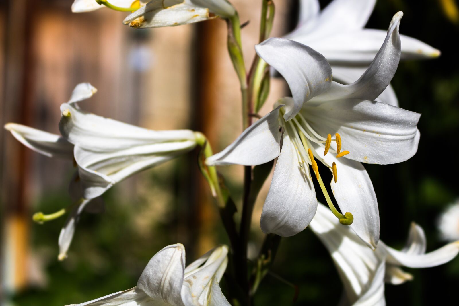 Canon EOS 760D (EOS Rebel T6s / EOS 8000D) + Canon EF-S 18-55mm F3.5-5.6 IS STM sample photo. Orchid, flower, plant photography