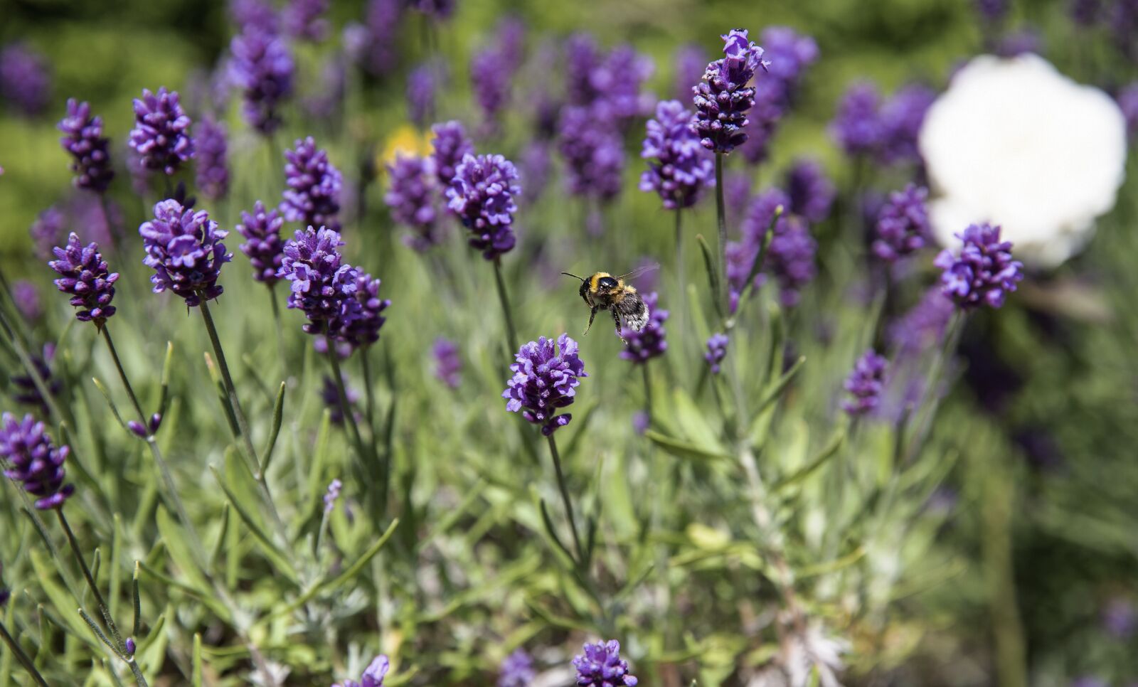 Canon EF 24-70mm F2.8L II USM sample photo. Lavendel, bee, nature photography