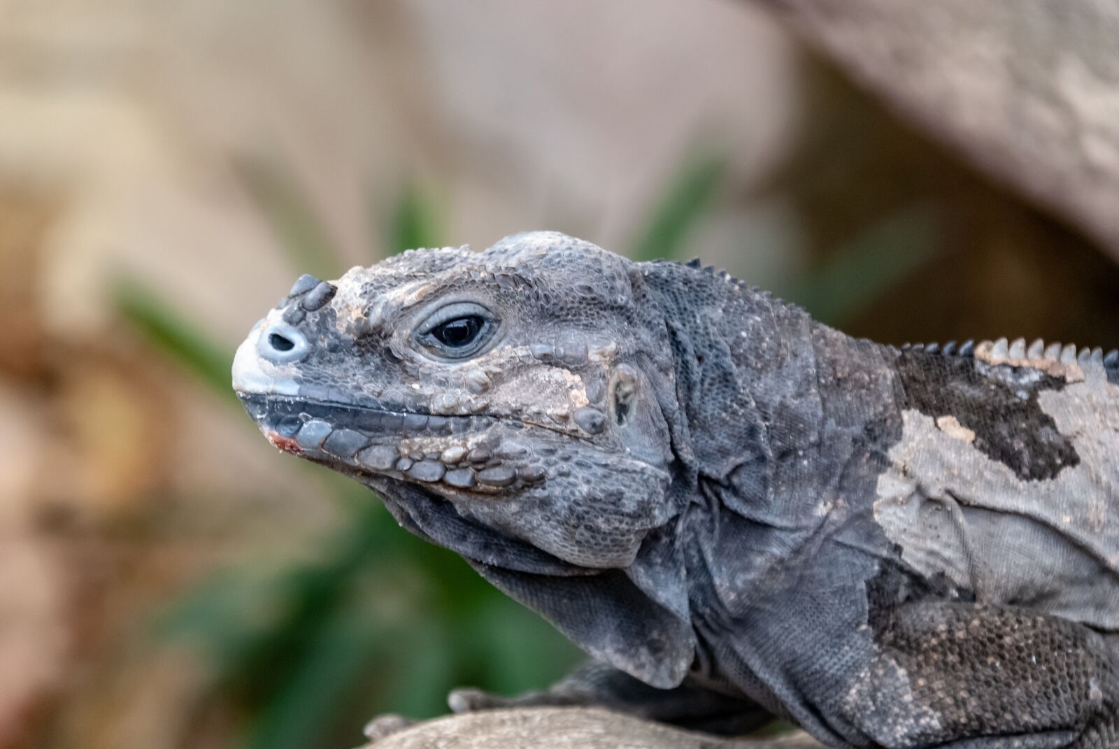 Nikon D80 sample photo. Reptile, iguana, nature photography
