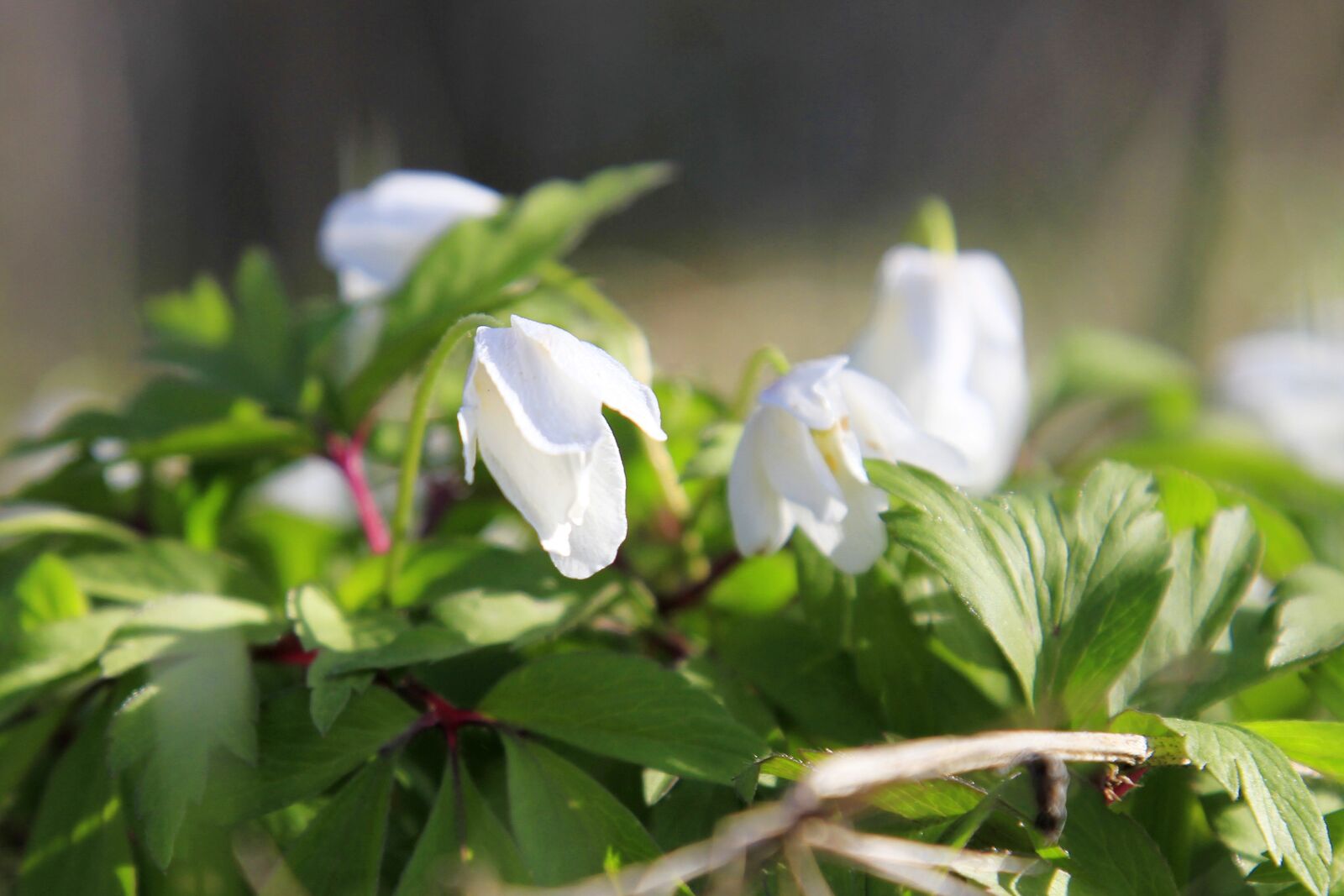 Canon EOS 7D sample photo. Nature, spring, bloom photography