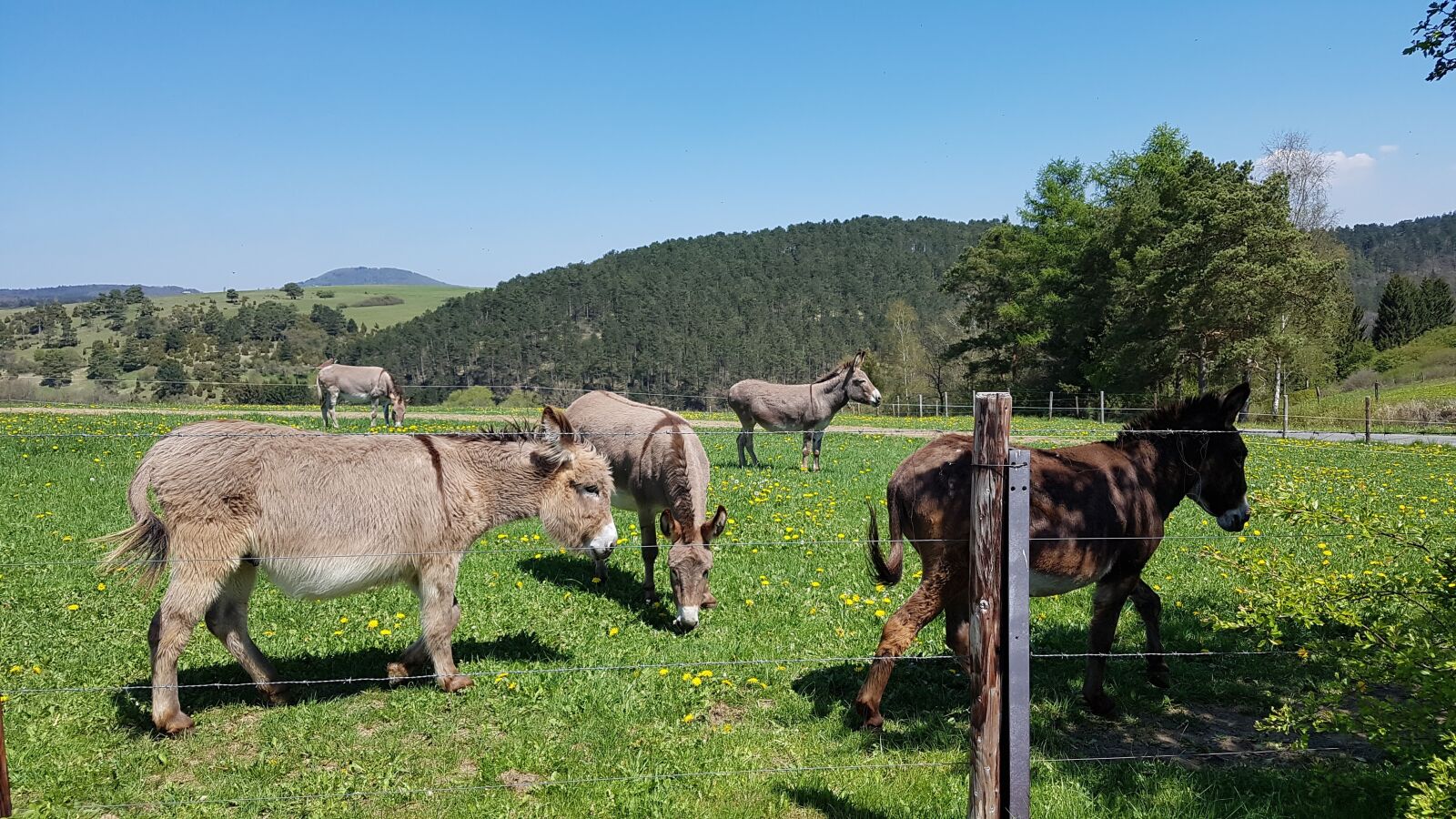 Samsung Galaxy S7 sample photo. Donkey, meadow, rural photography