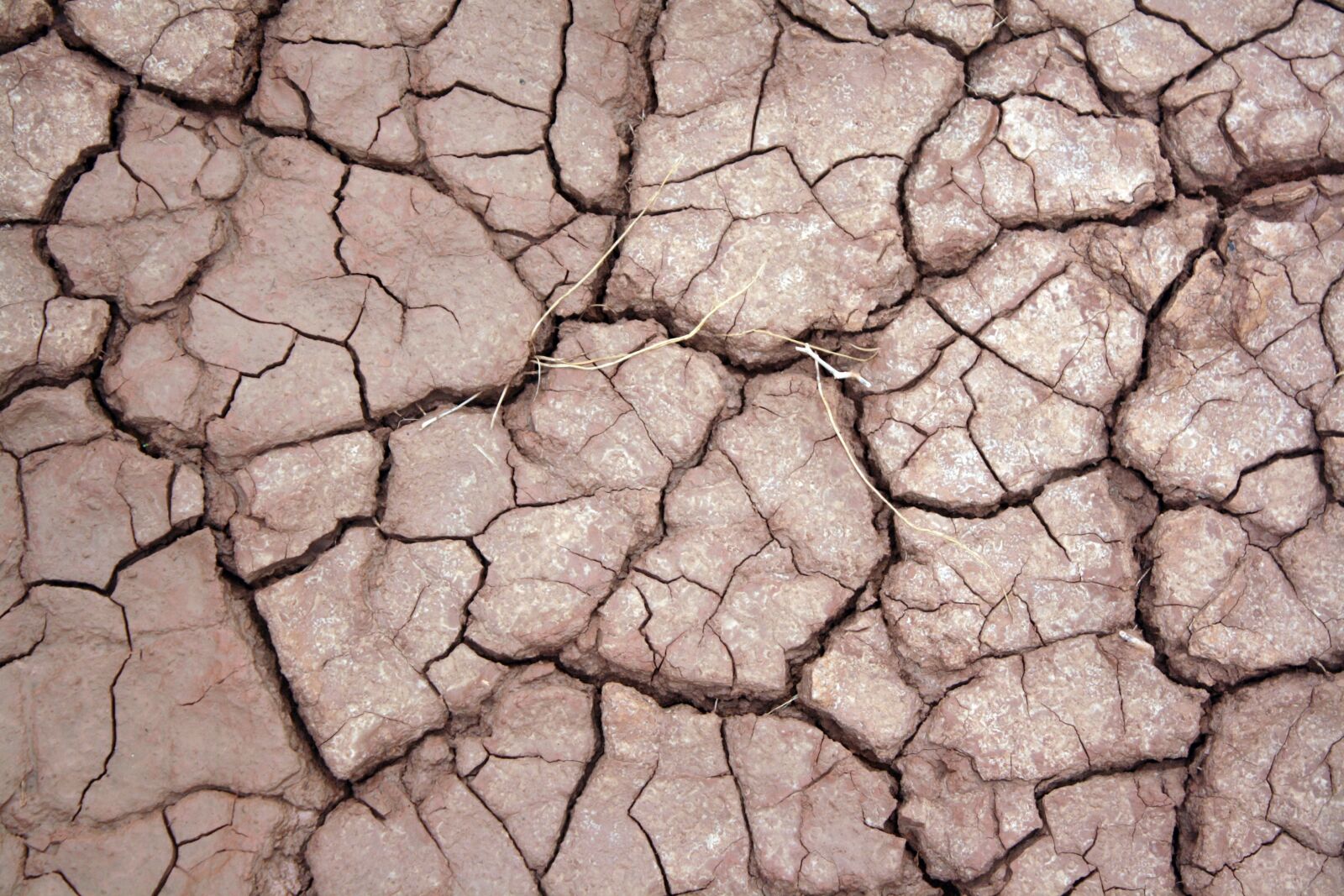 Canon EOS 1000D (EOS Digital Rebel XS / EOS Kiss F) sample photo. Dry, earth, cracked photography