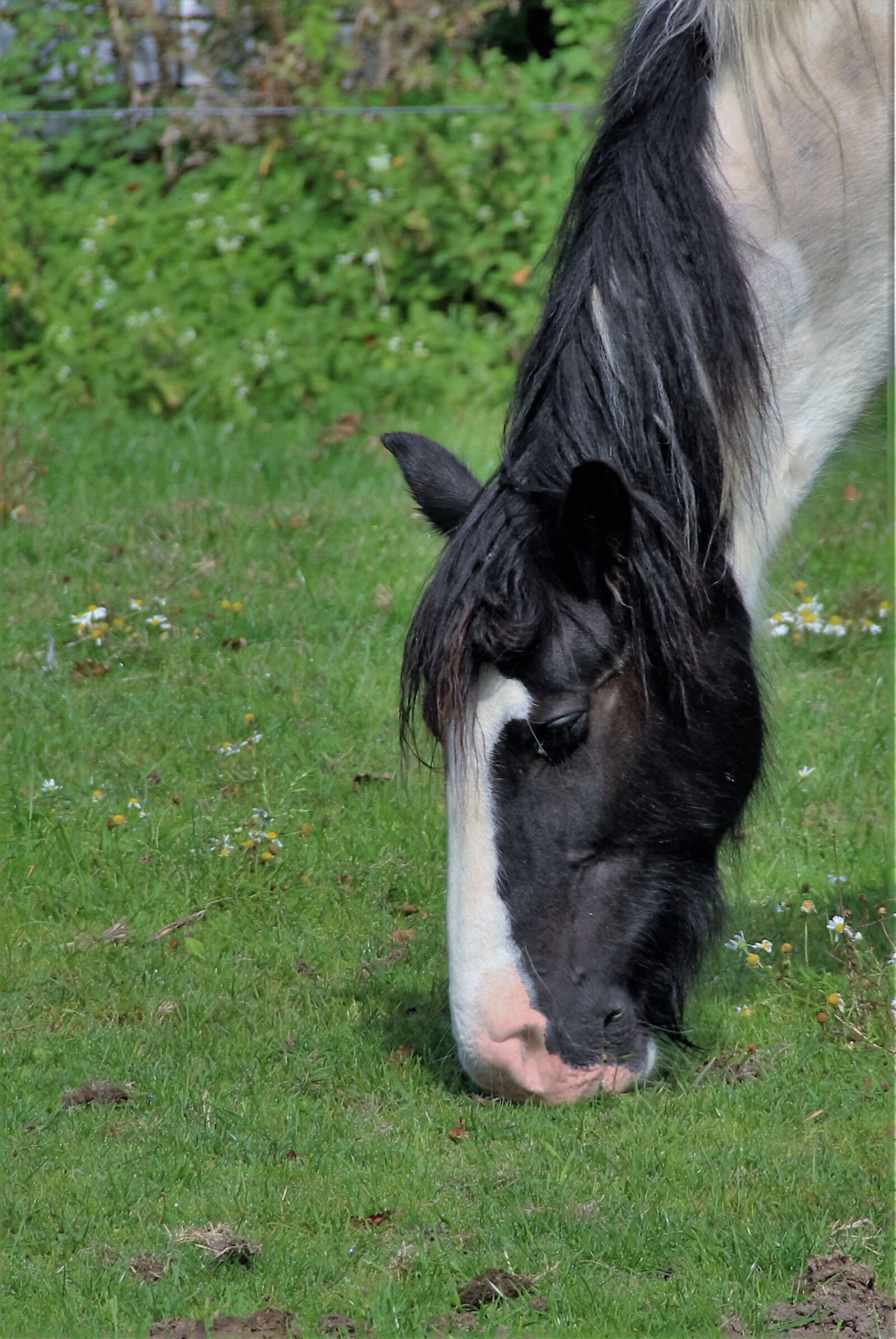Canon EOS 100D (EOS Rebel SL1 / EOS Kiss X7) sample photo. Horse, grazing, grass photography
