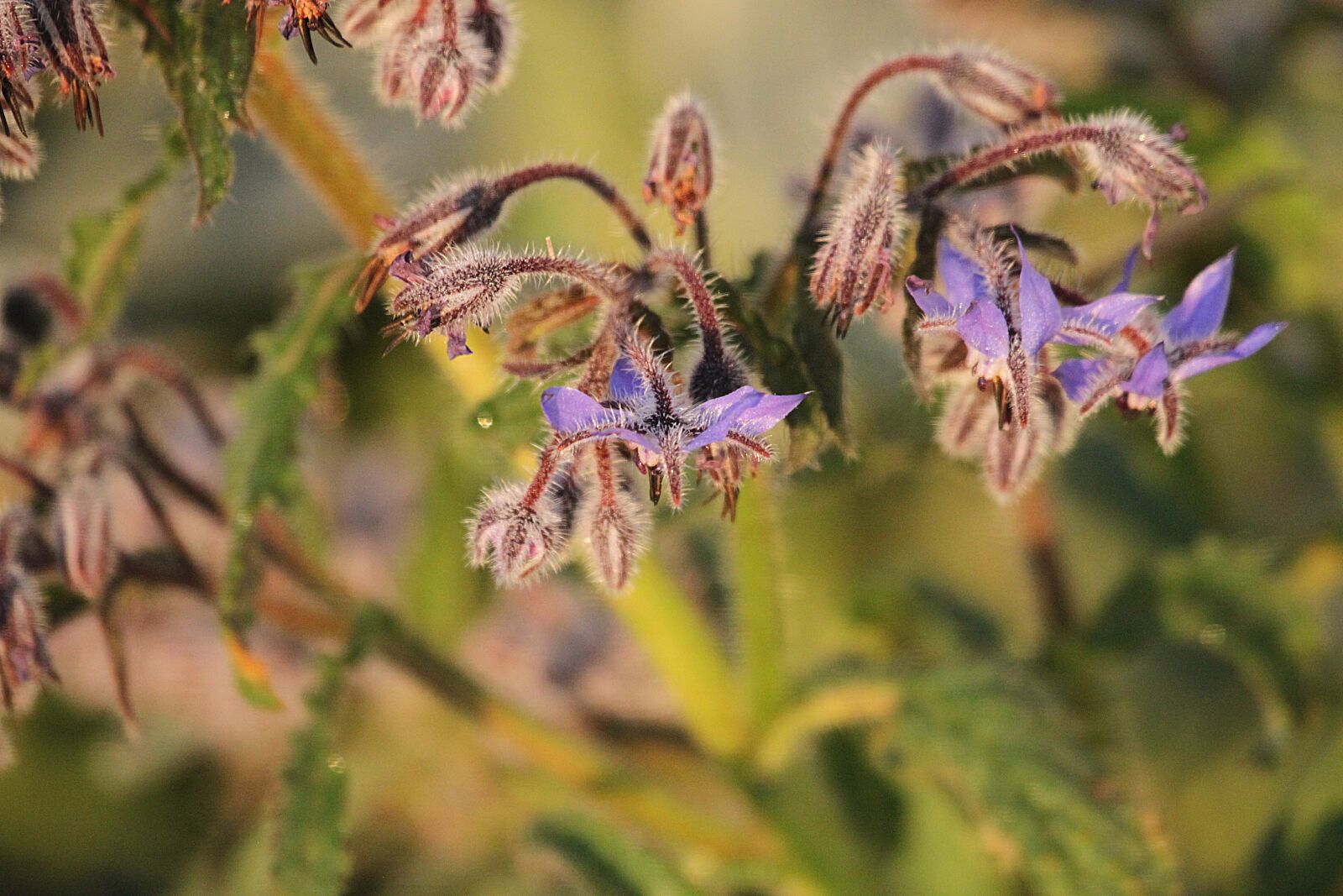 Canon EOS 500D (EOS Rebel T1i / EOS Kiss X3) sample photo. Plant, blossom, bloom photography