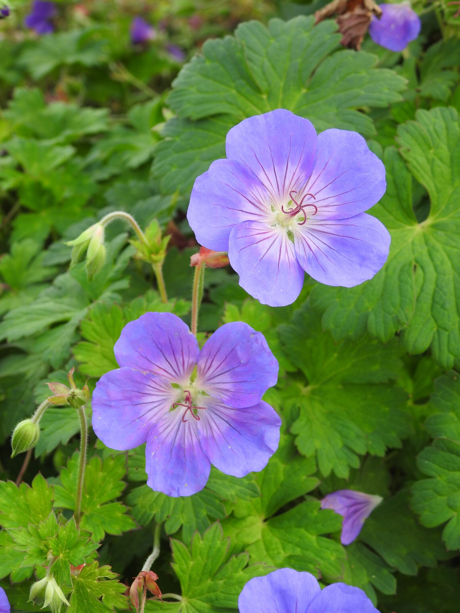 Nikon Coolpix P900 sample photo. Flowers, purple flowers, purple photography