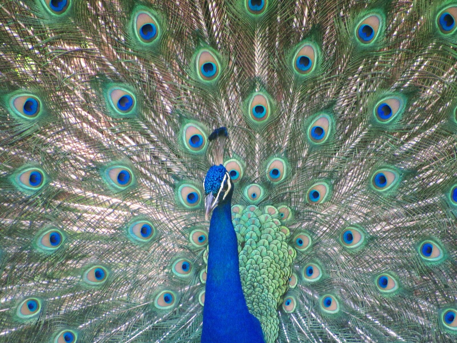 Canon PowerShot SX530 HS sample photo. Bird, peacock, colors photography