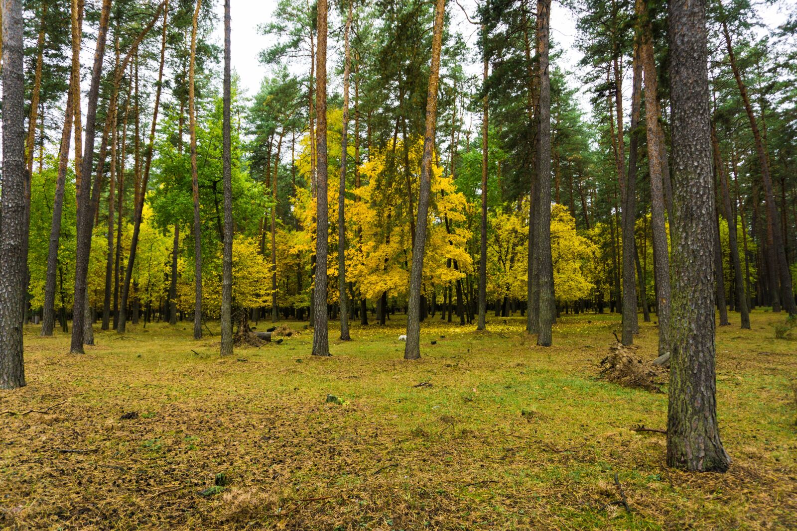 Sony E 16-50mm F3.5-5.6 PZ OSS sample photo. Autumn, paint, forest photography
