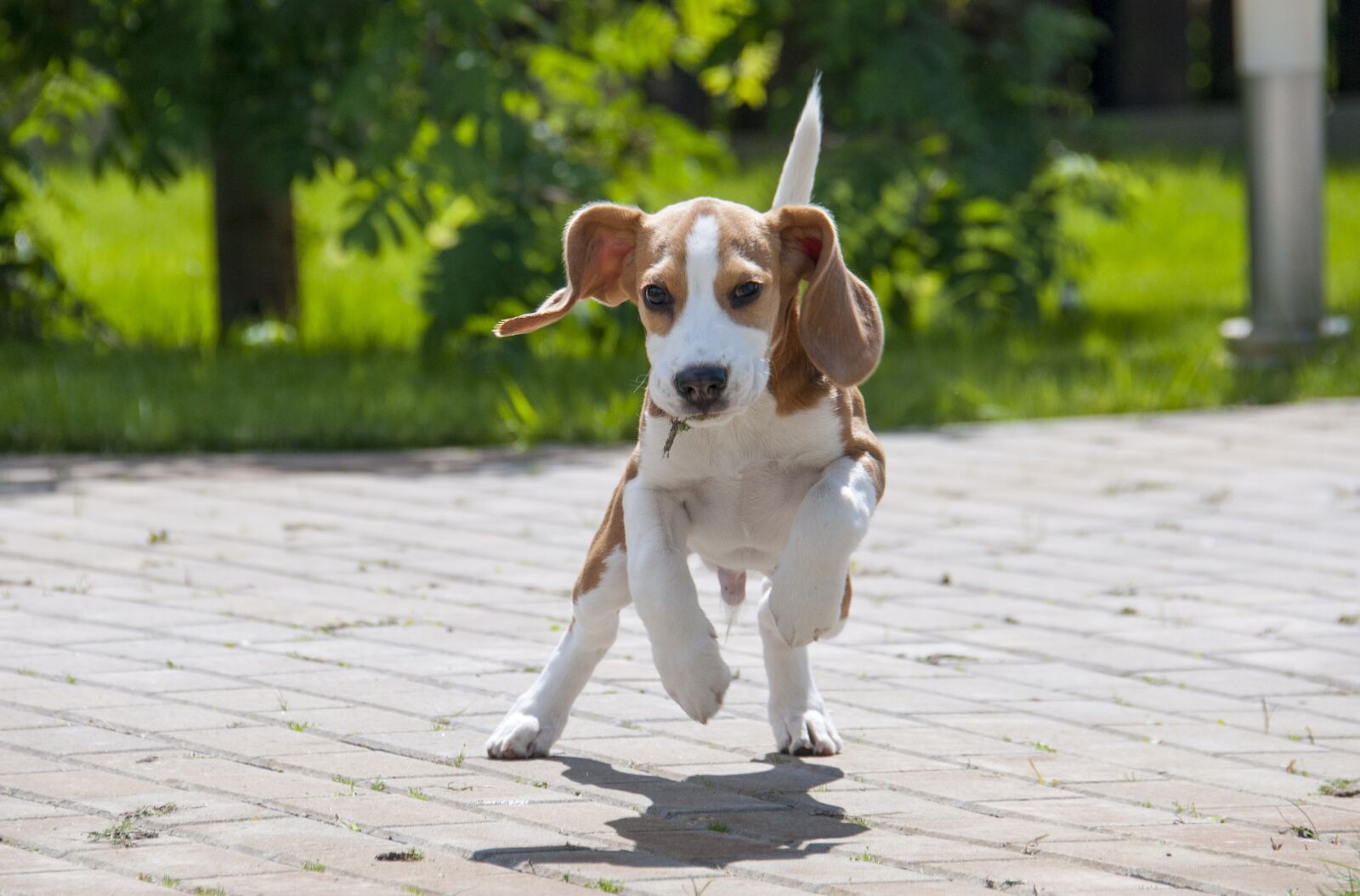 Nikon D300S sample photo. Beagle, dog, puppy photography