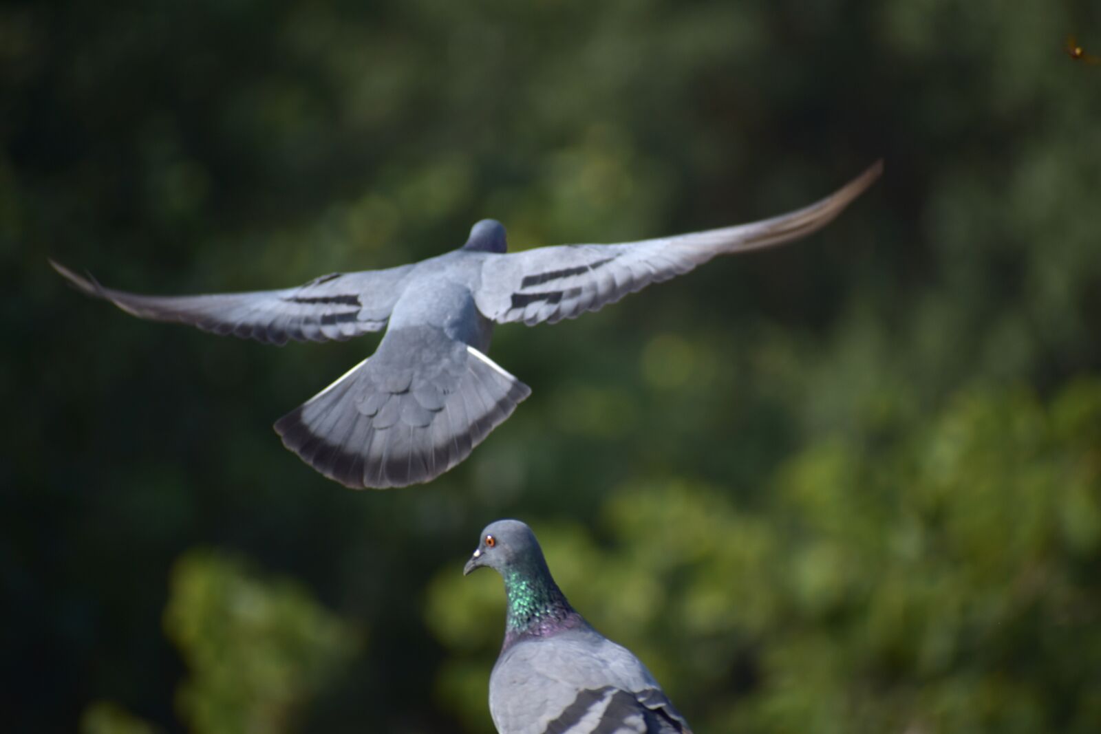 Nikon D5600 sample photo. Pigeons, flight, taking off photography